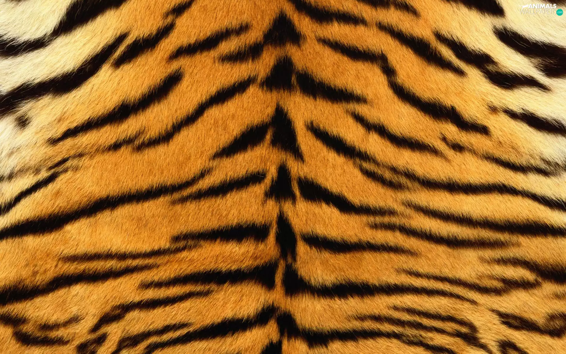 Tiger, skin