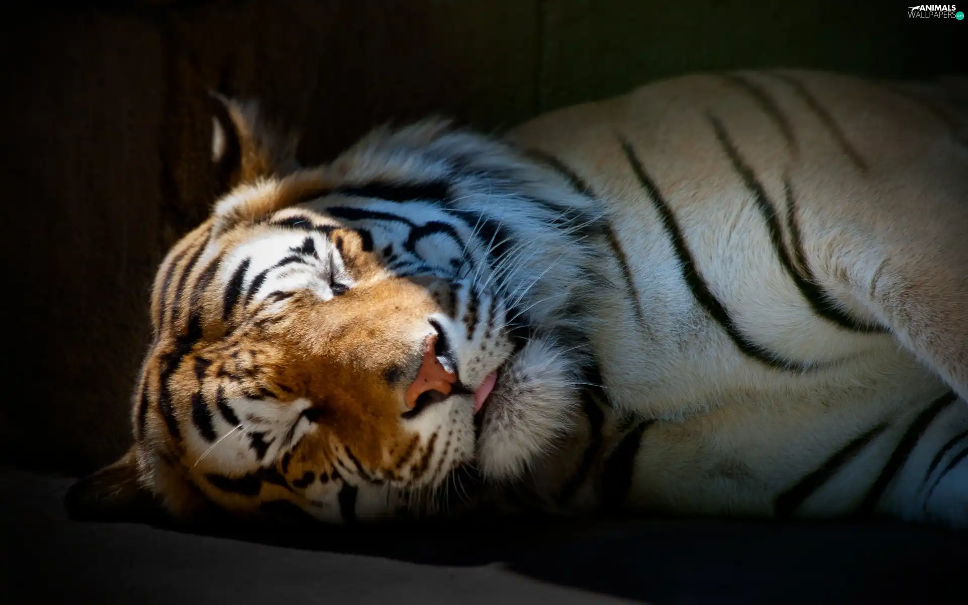 sleepy, tiger