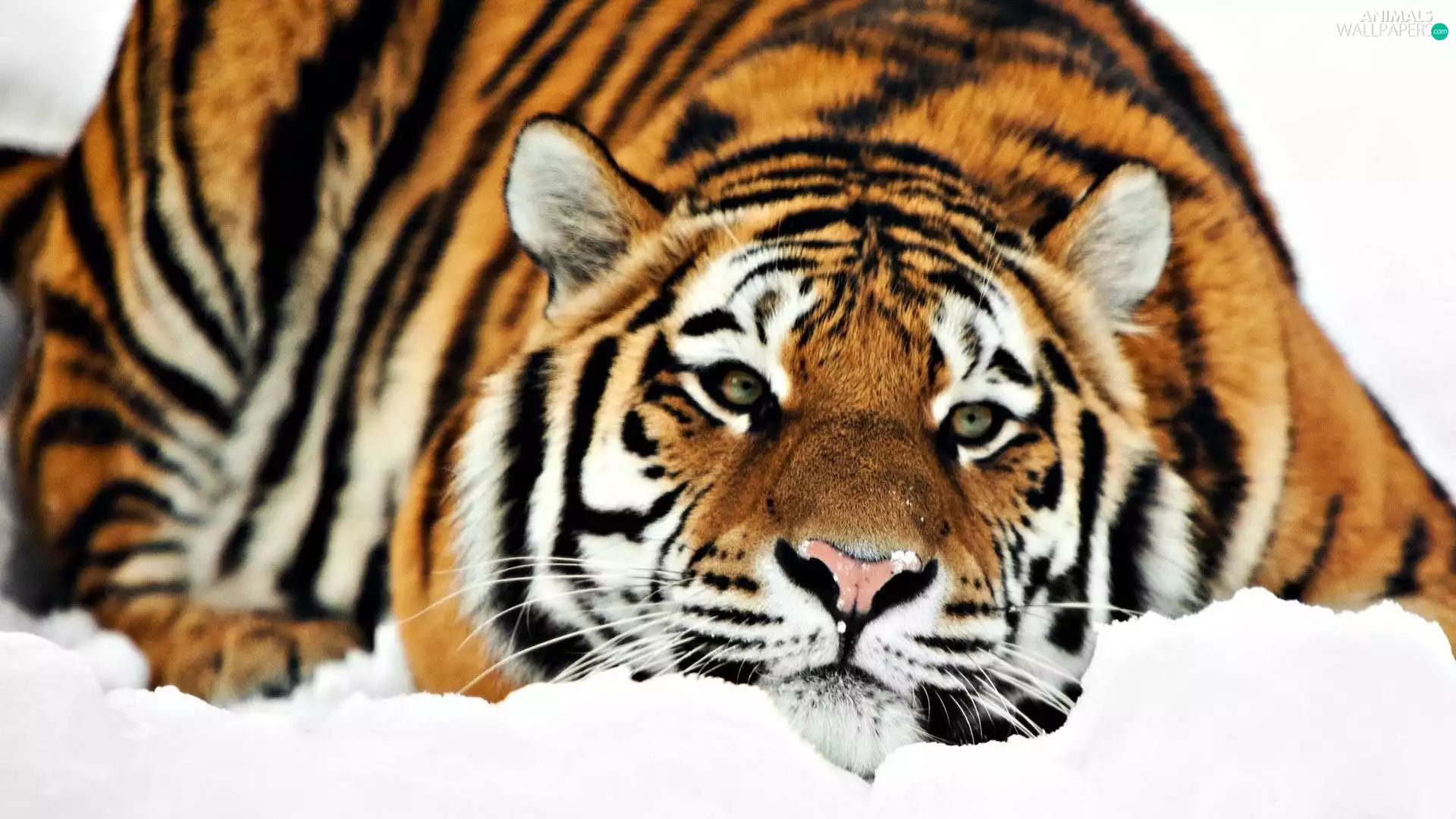 tiger, snow