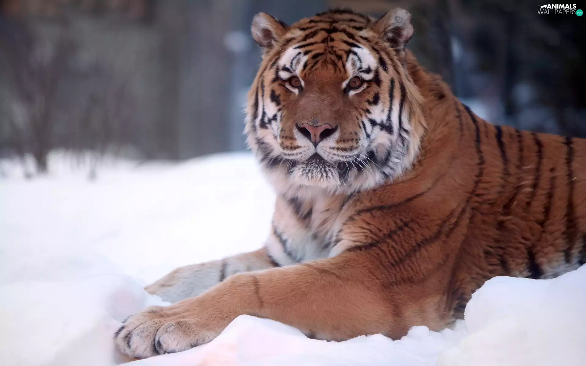 tiger, snow