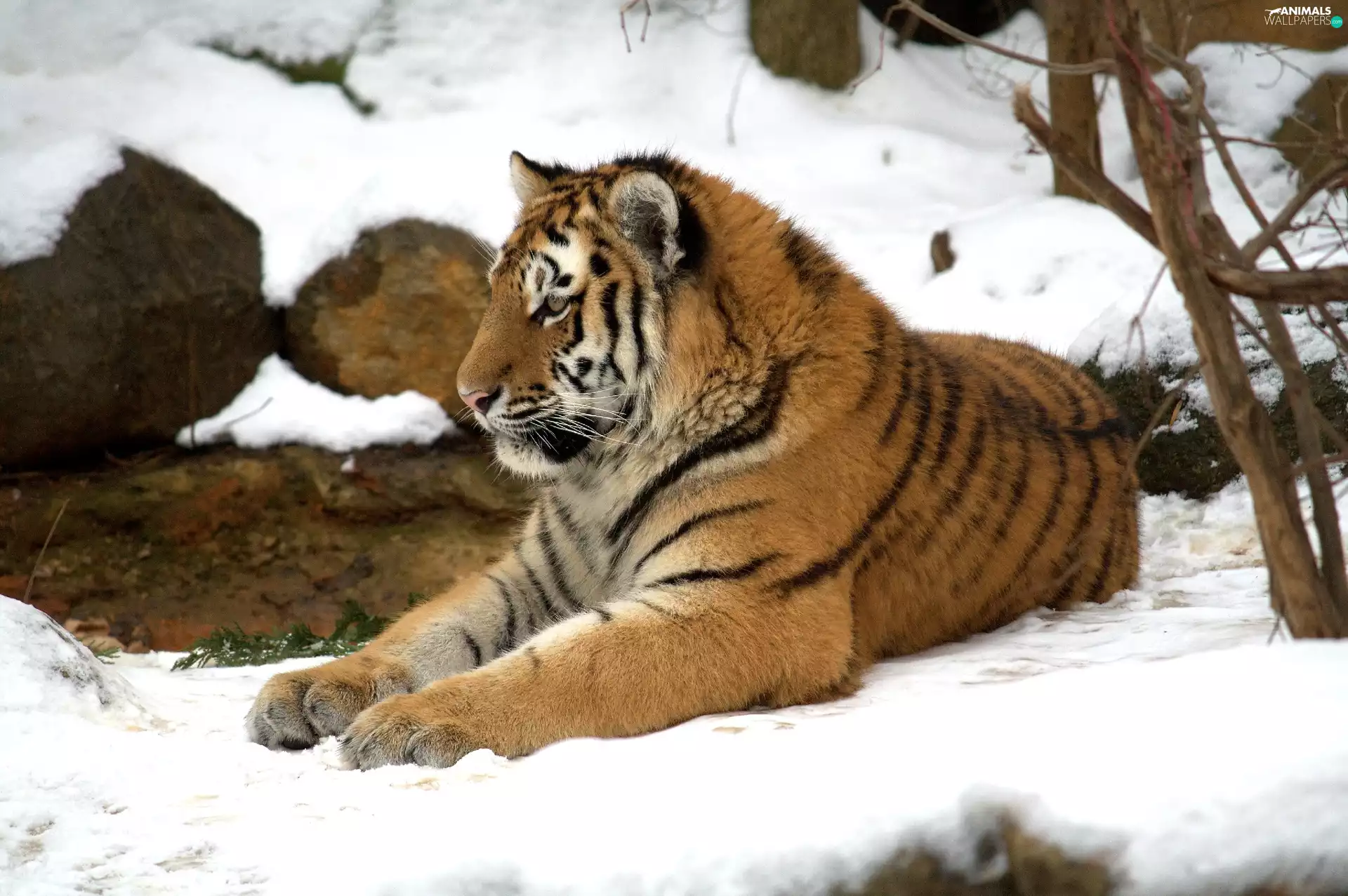 tiger, snow