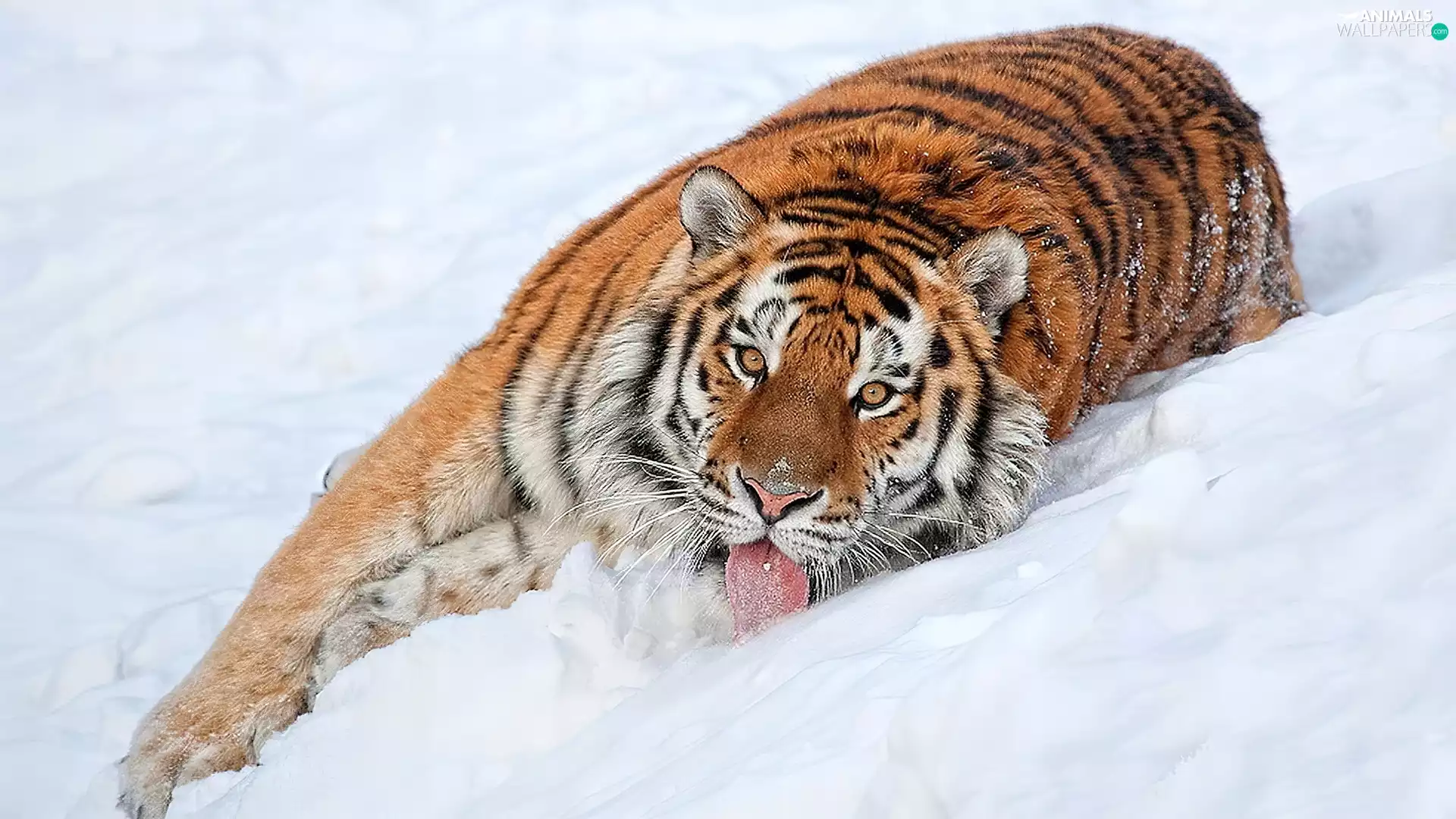 tiger, snow
