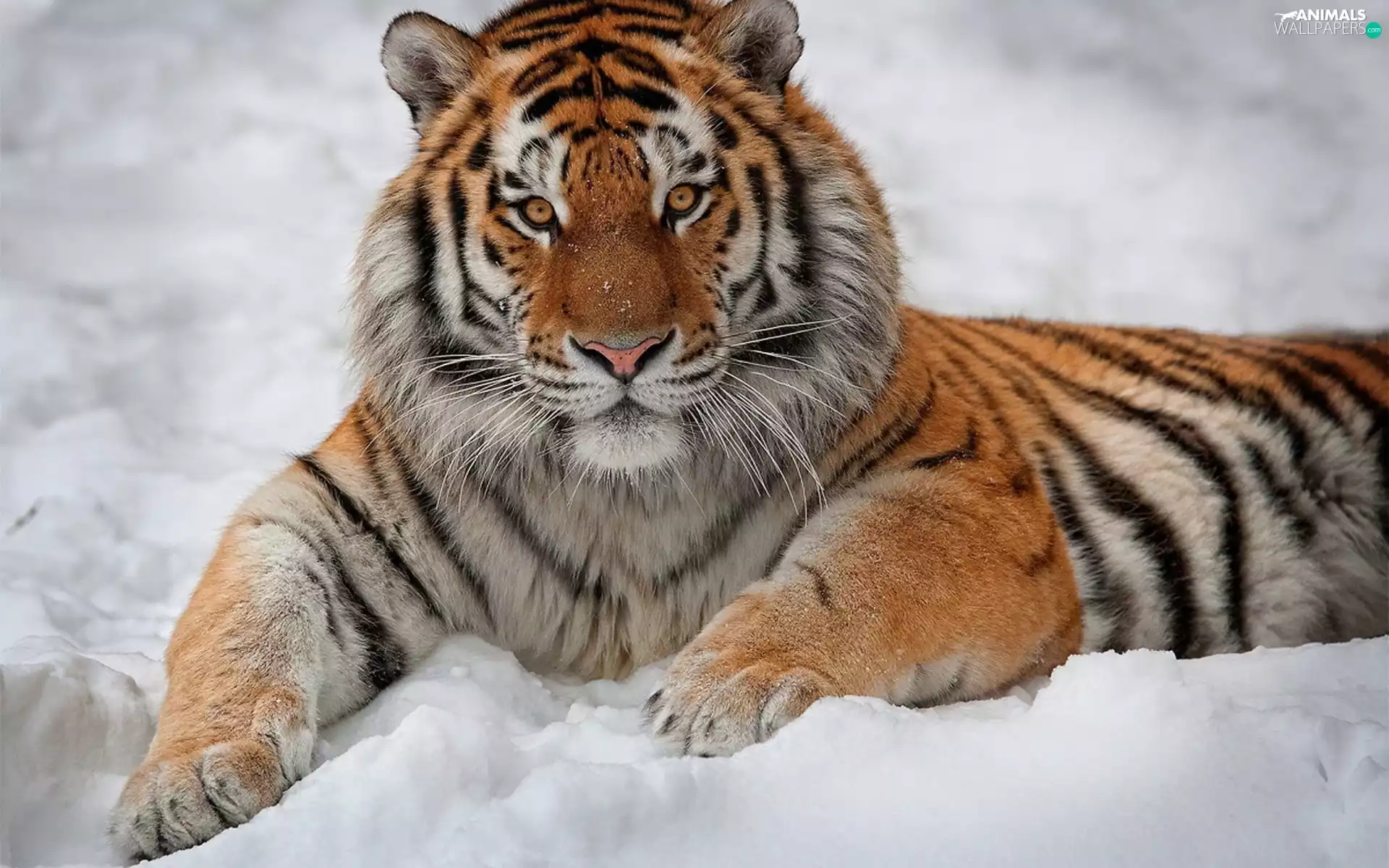 tiger, snow