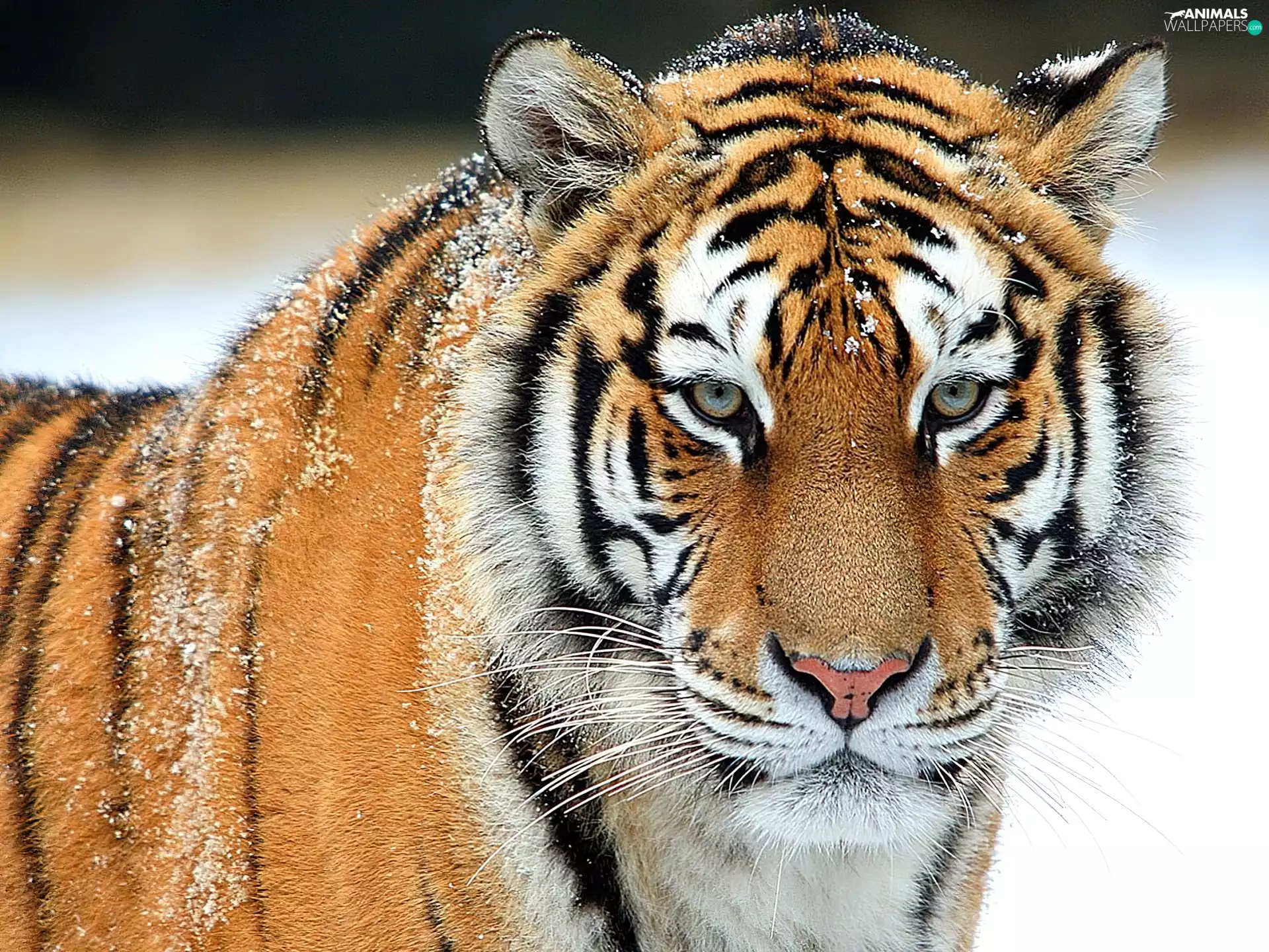 tiger, snow