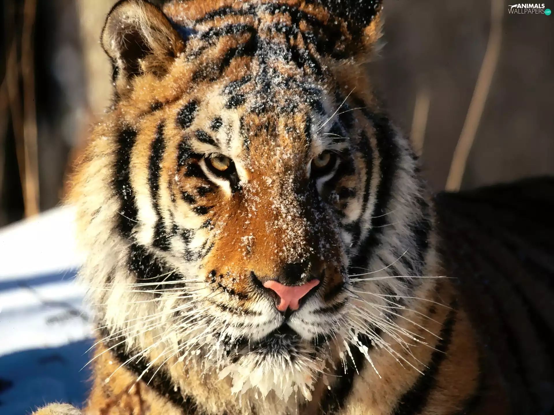 tiger, snow