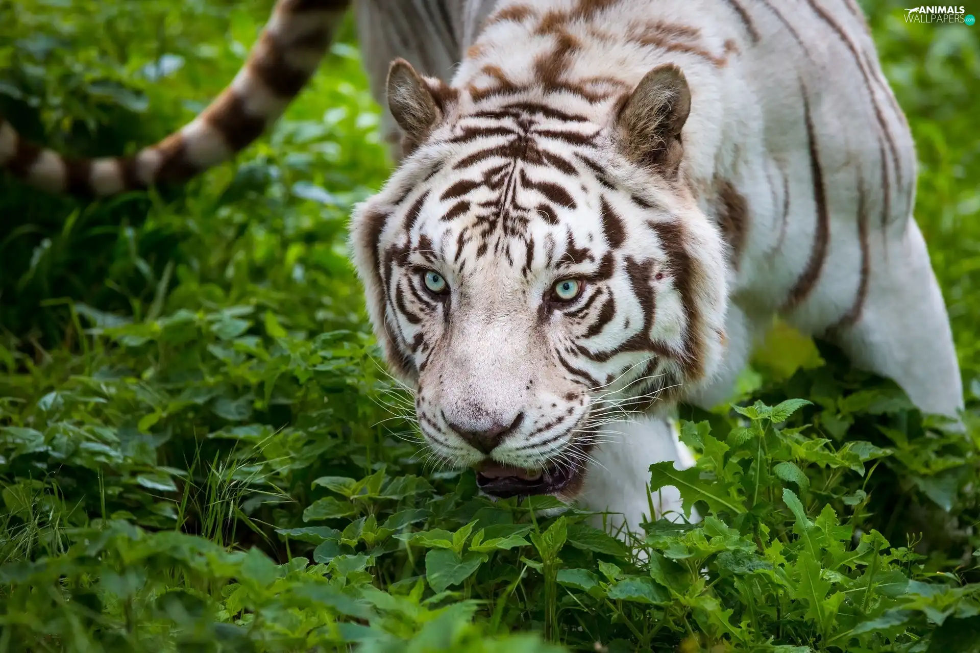 snowy, tiger