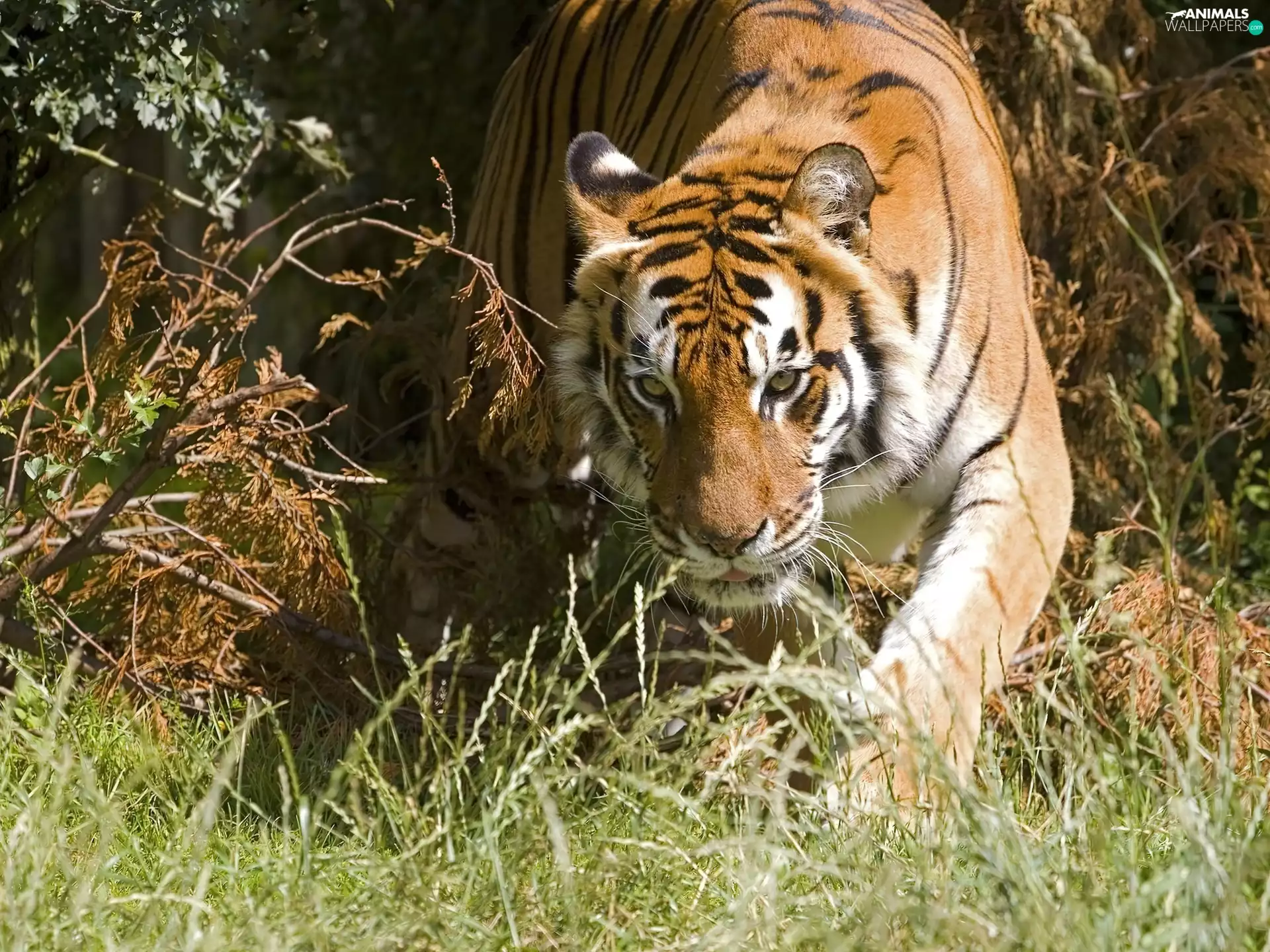 tiger, creeping, themselves