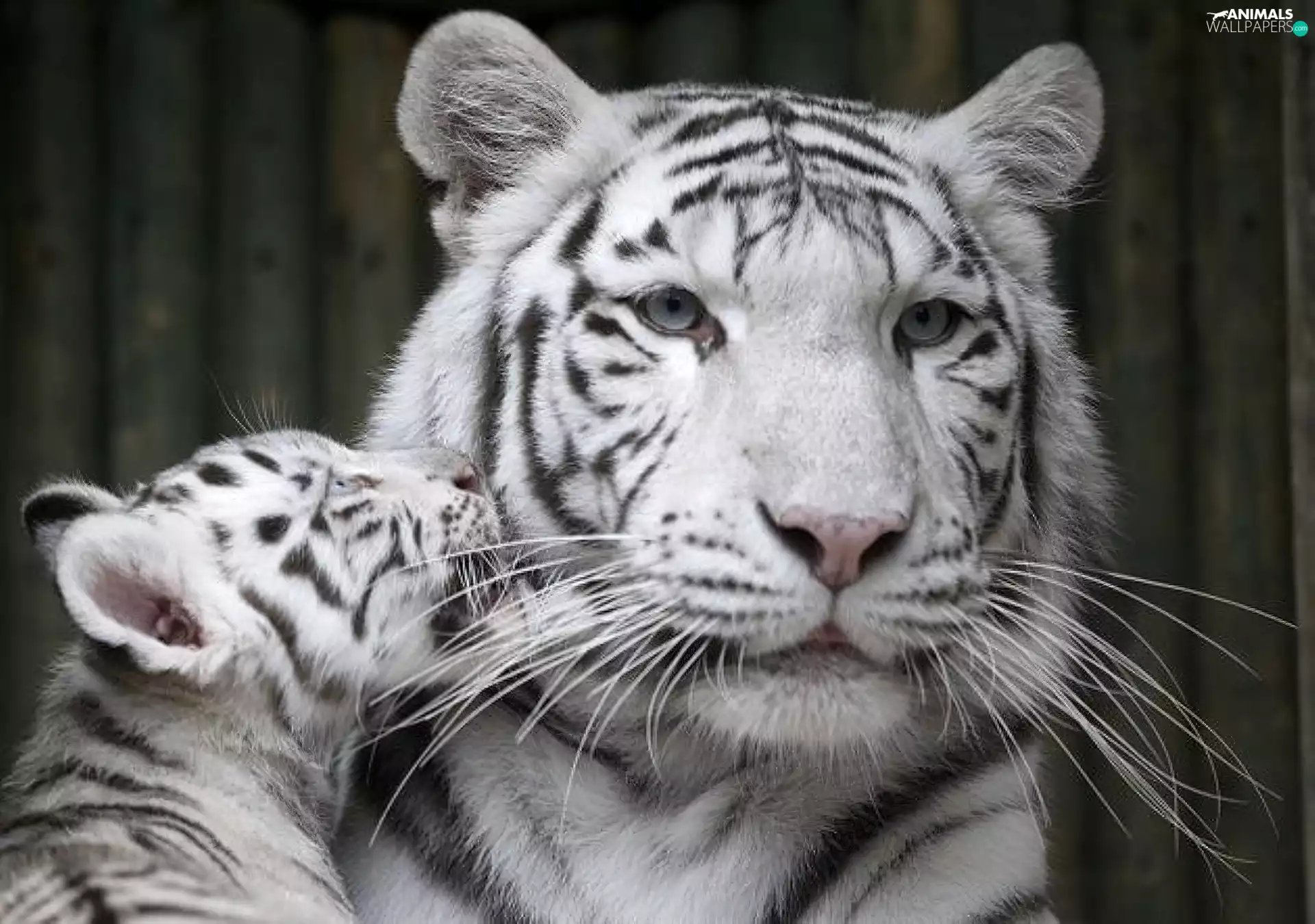 tiger, White, tiger