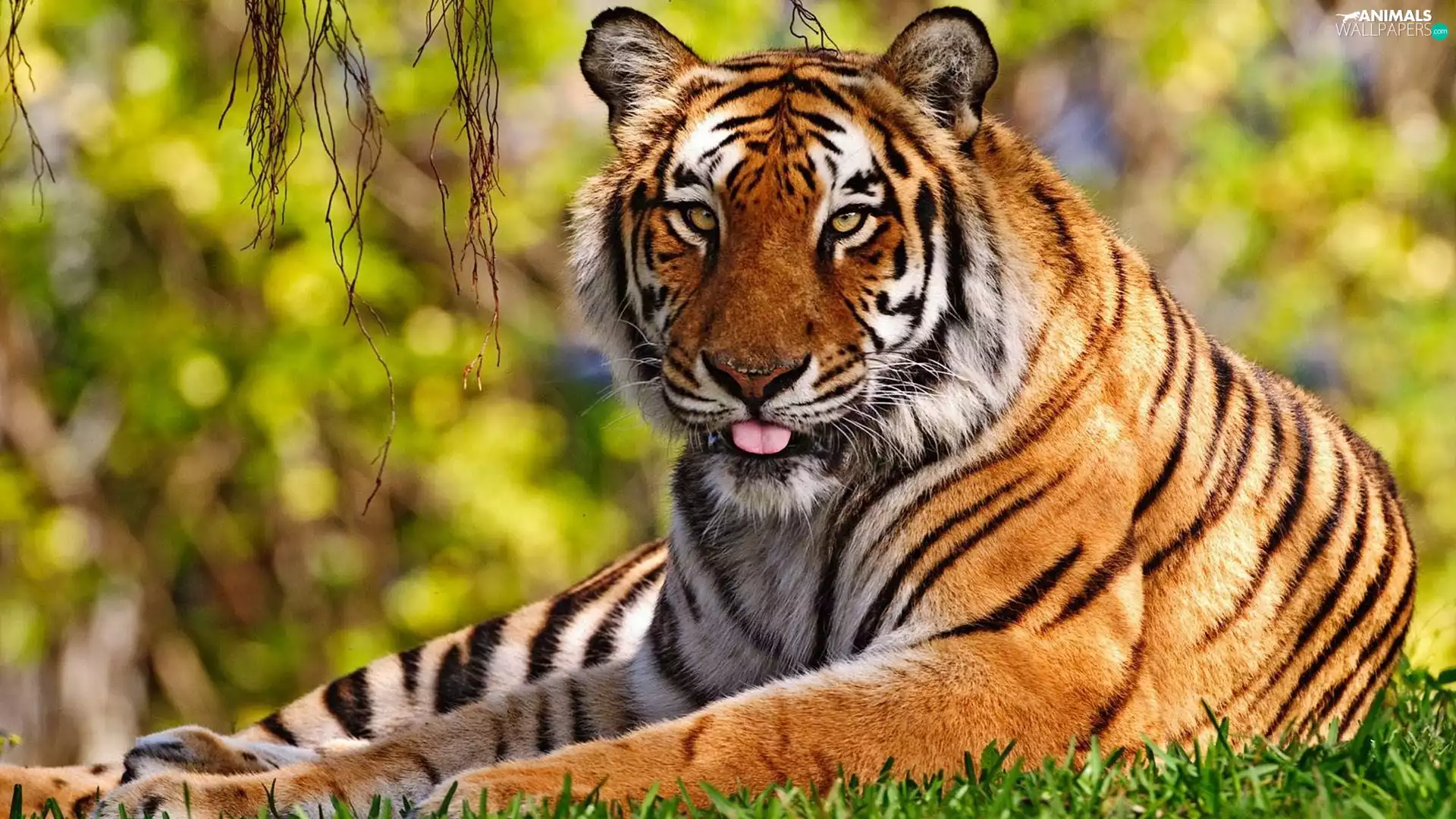 tiger, Tounge
