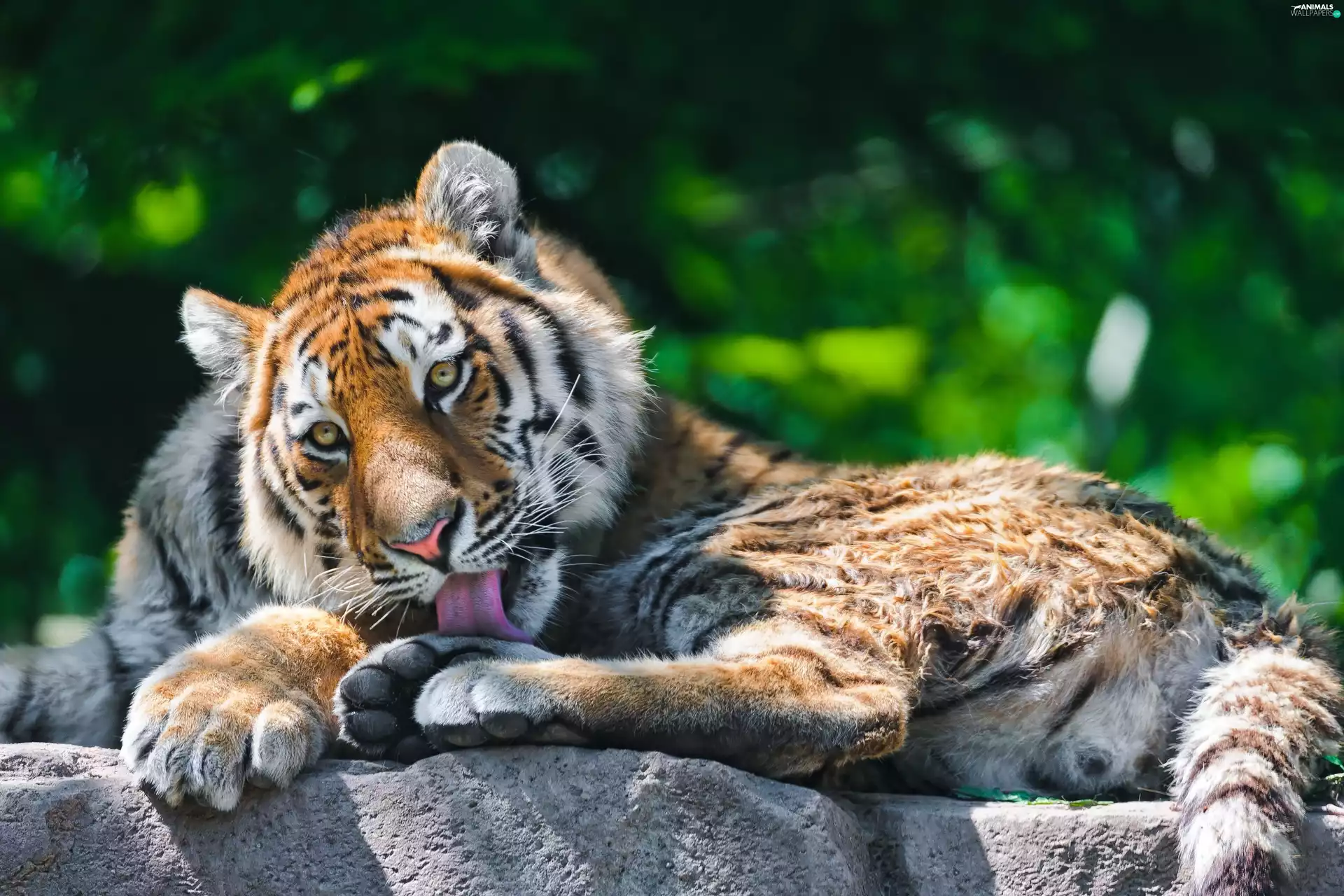 tiger, Tounge