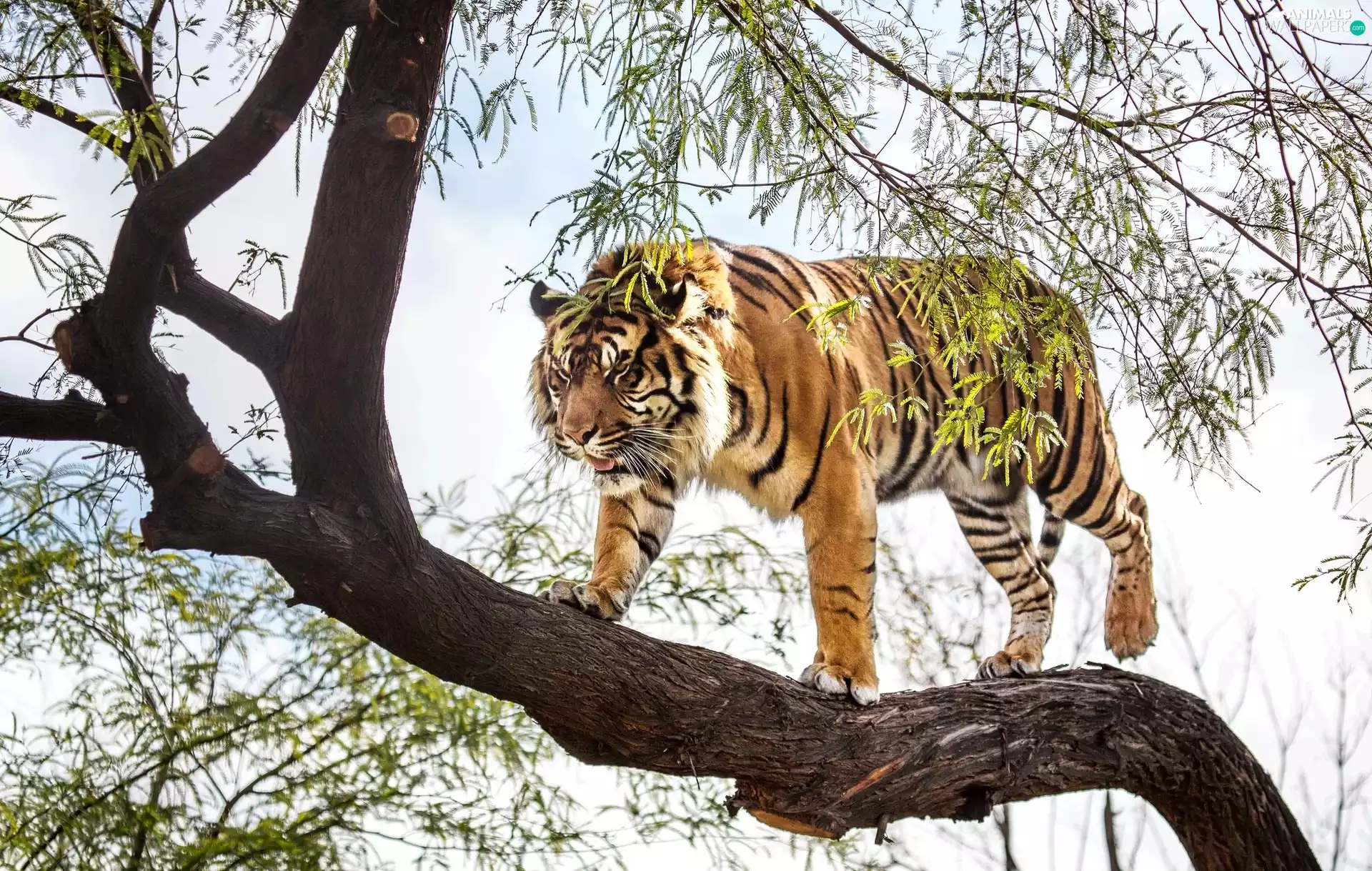 tiger, trees