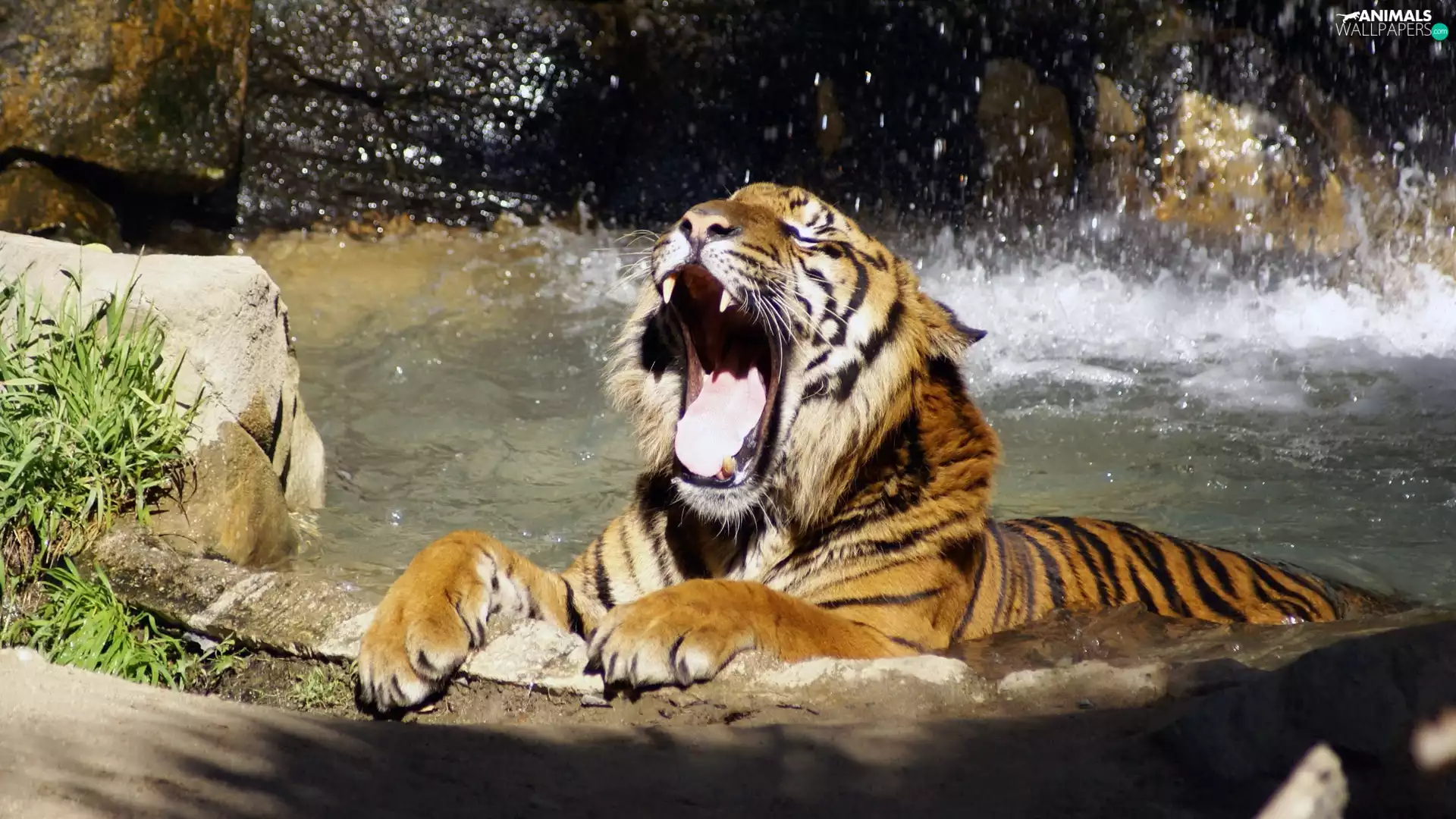 tiger, water