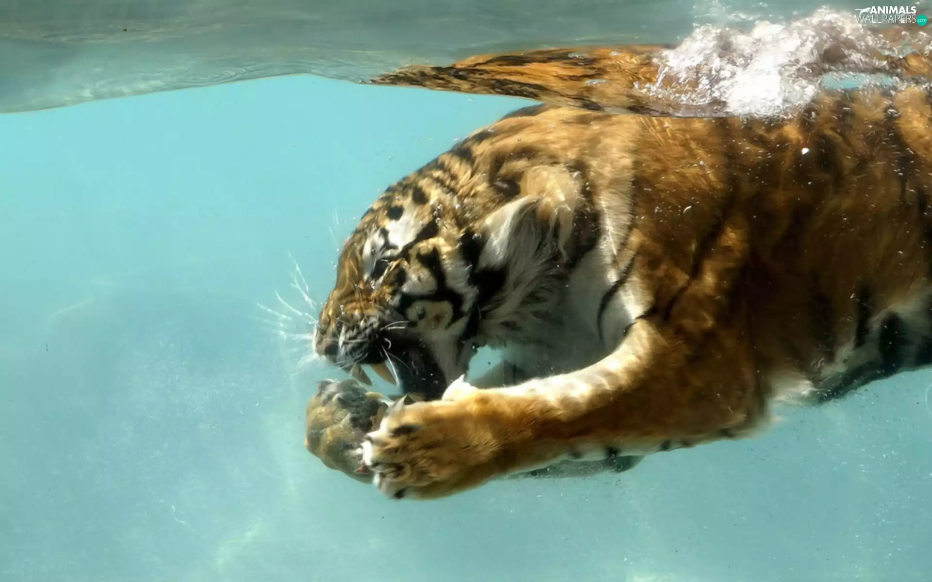 tiger, water