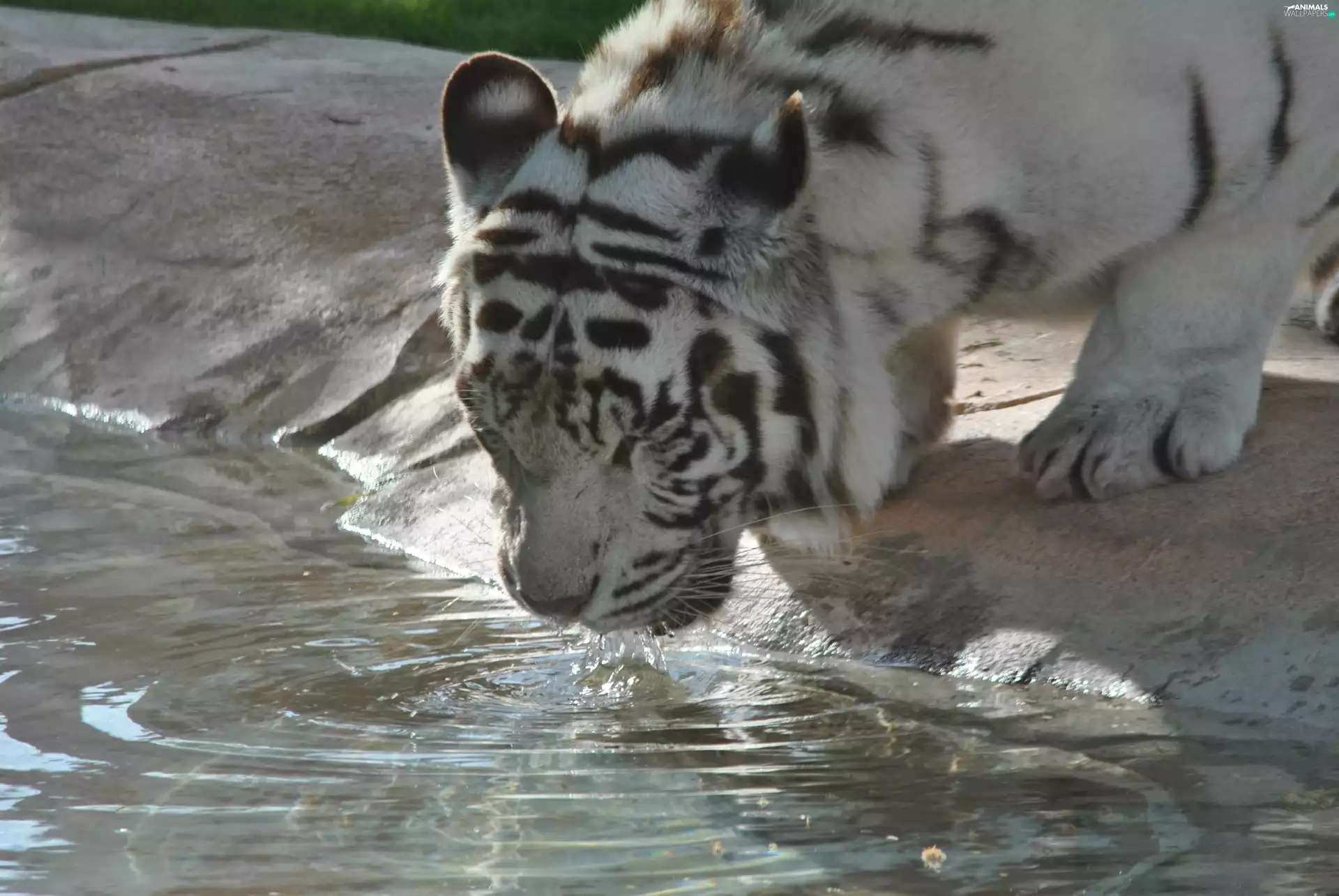 tiger, water