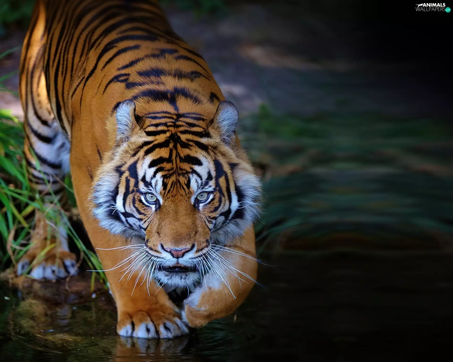 tiger, water