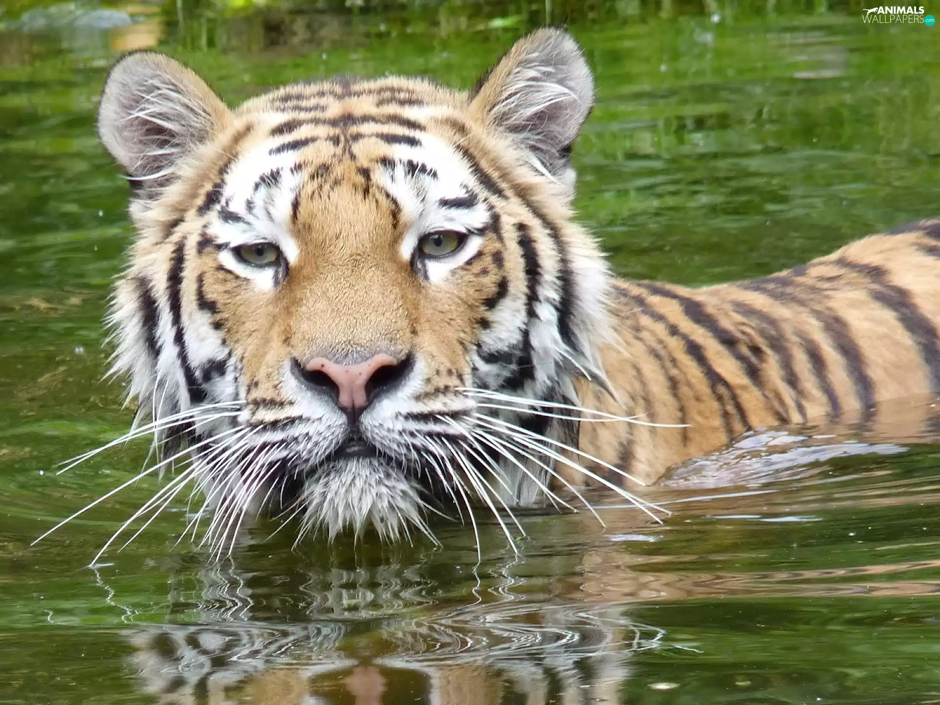 tiger, water