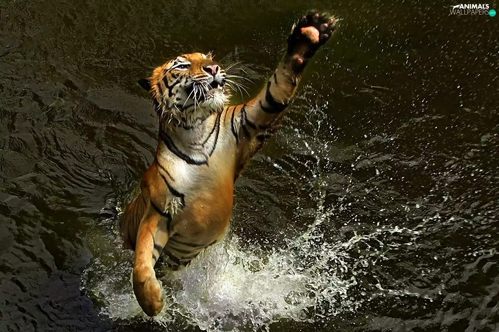 tiger, water