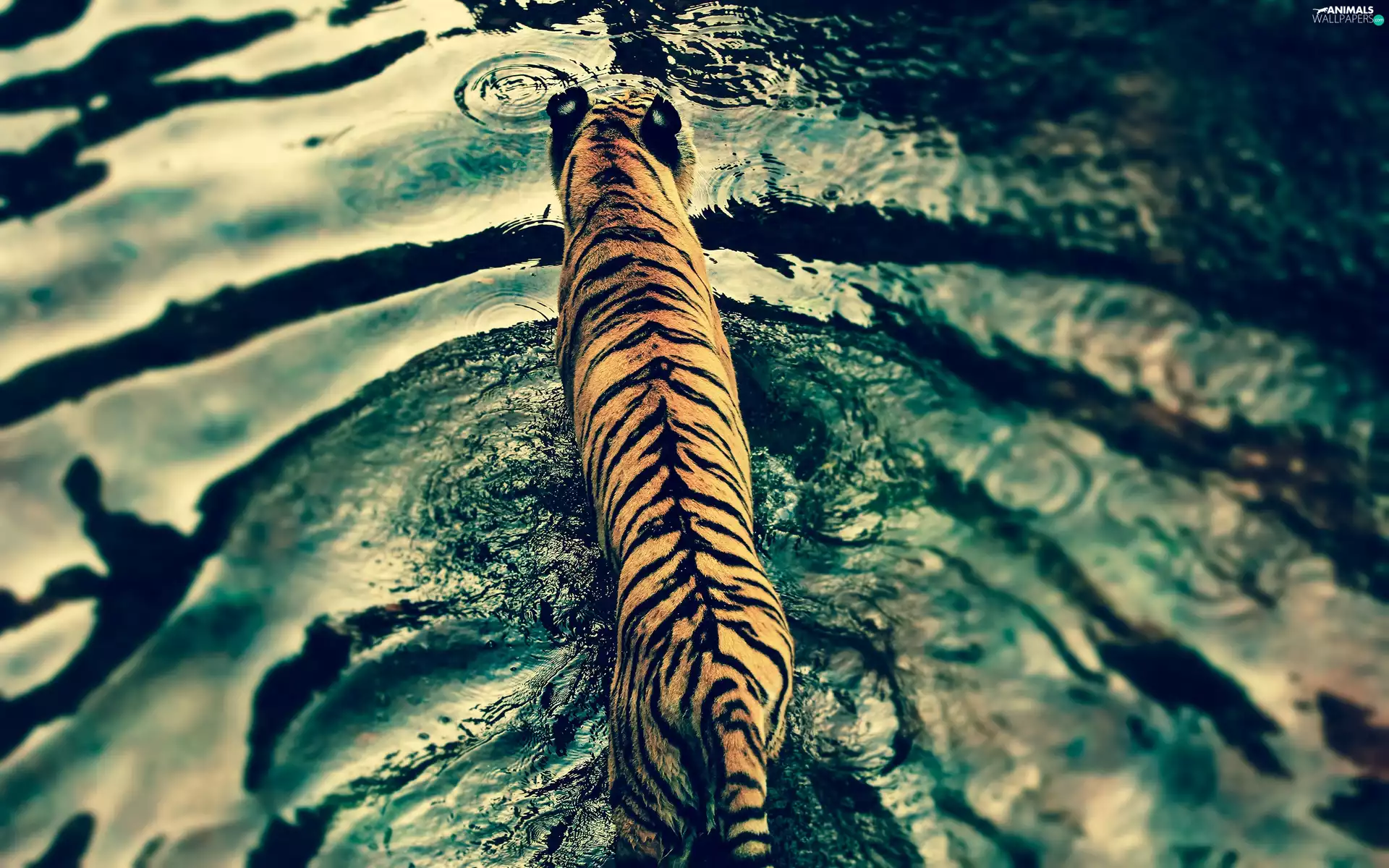 tiger, water