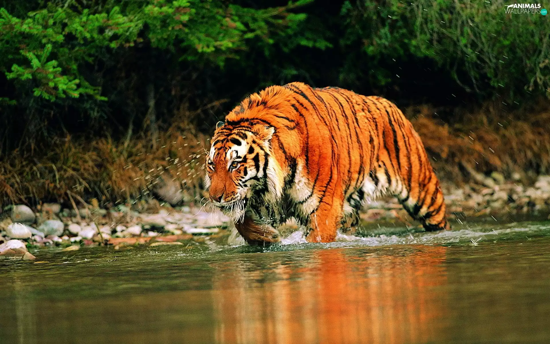tiger, water