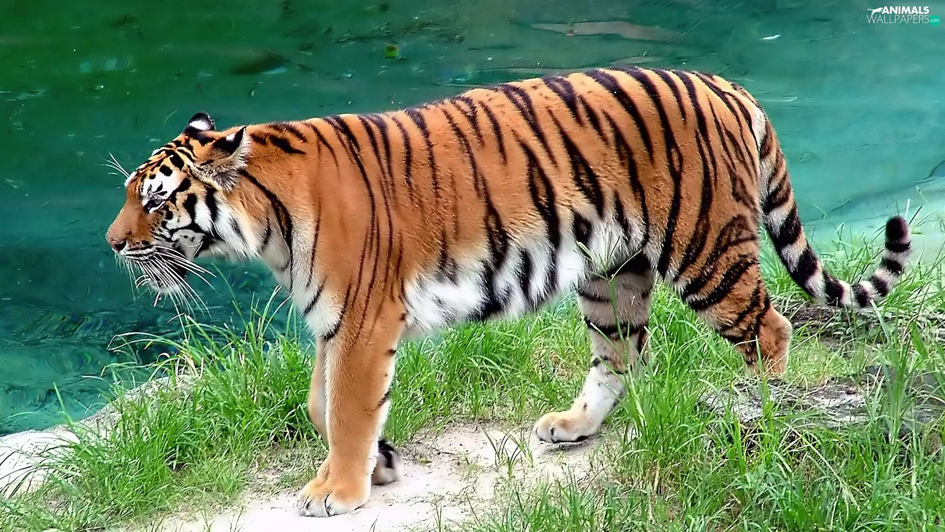 tiger, water