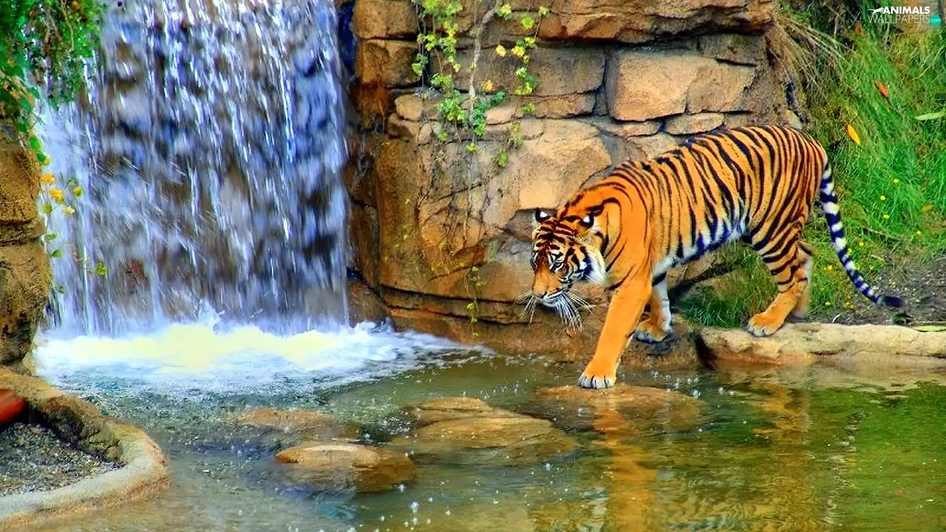 tiger, waterfall
