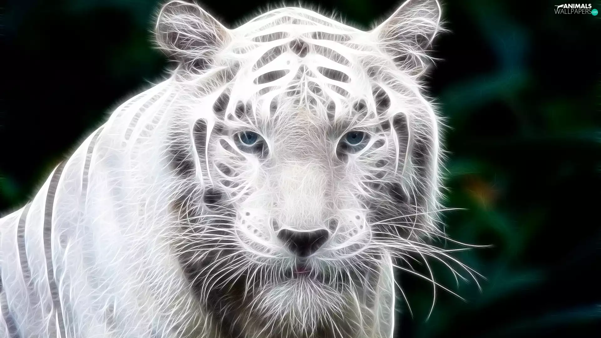 White, Head, Fractalius, tiger
