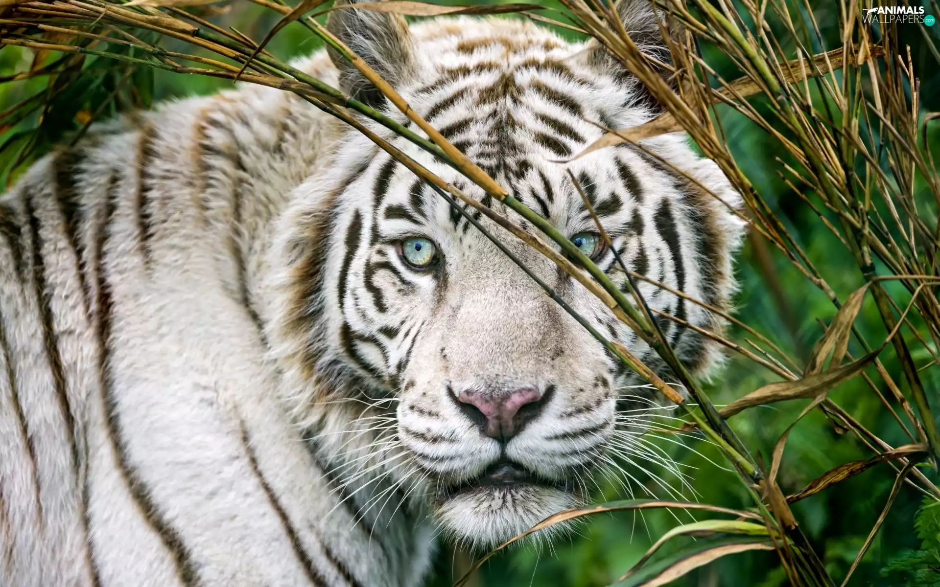 White, mouth, grass, tiger