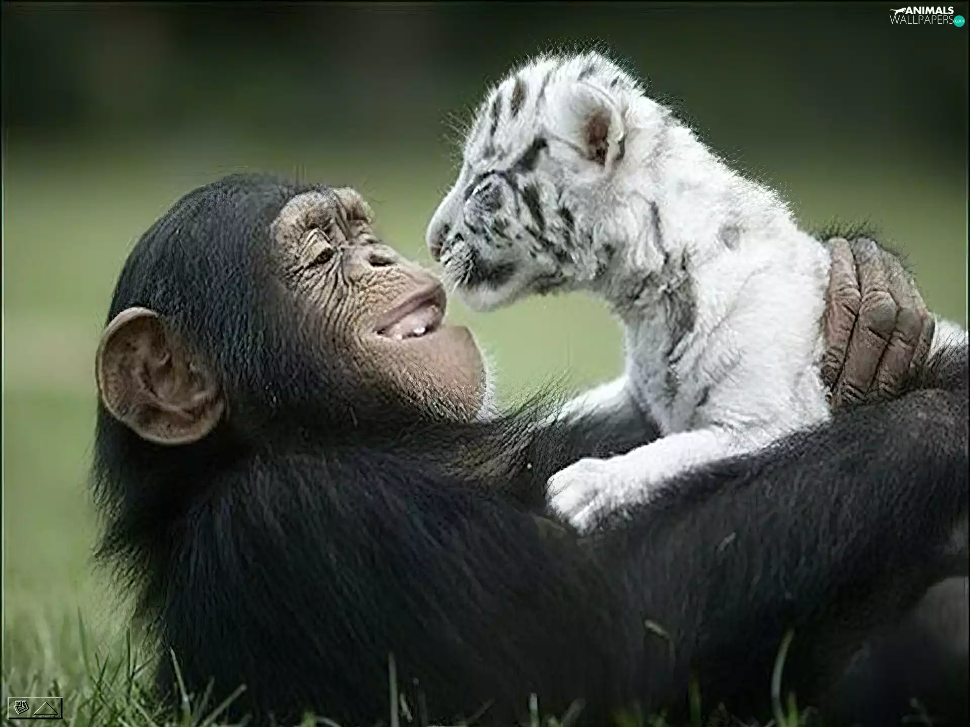 tiger, Monkey, White
