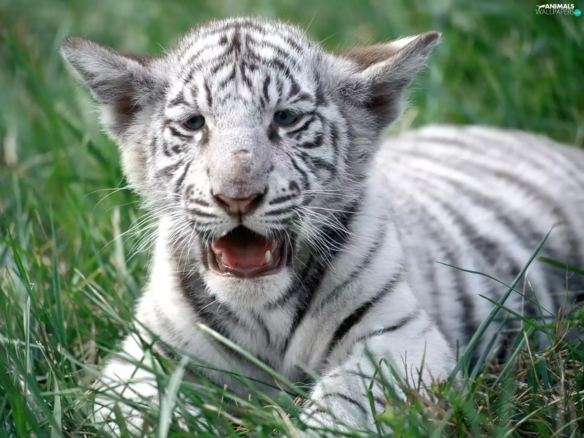 tiger, young, White