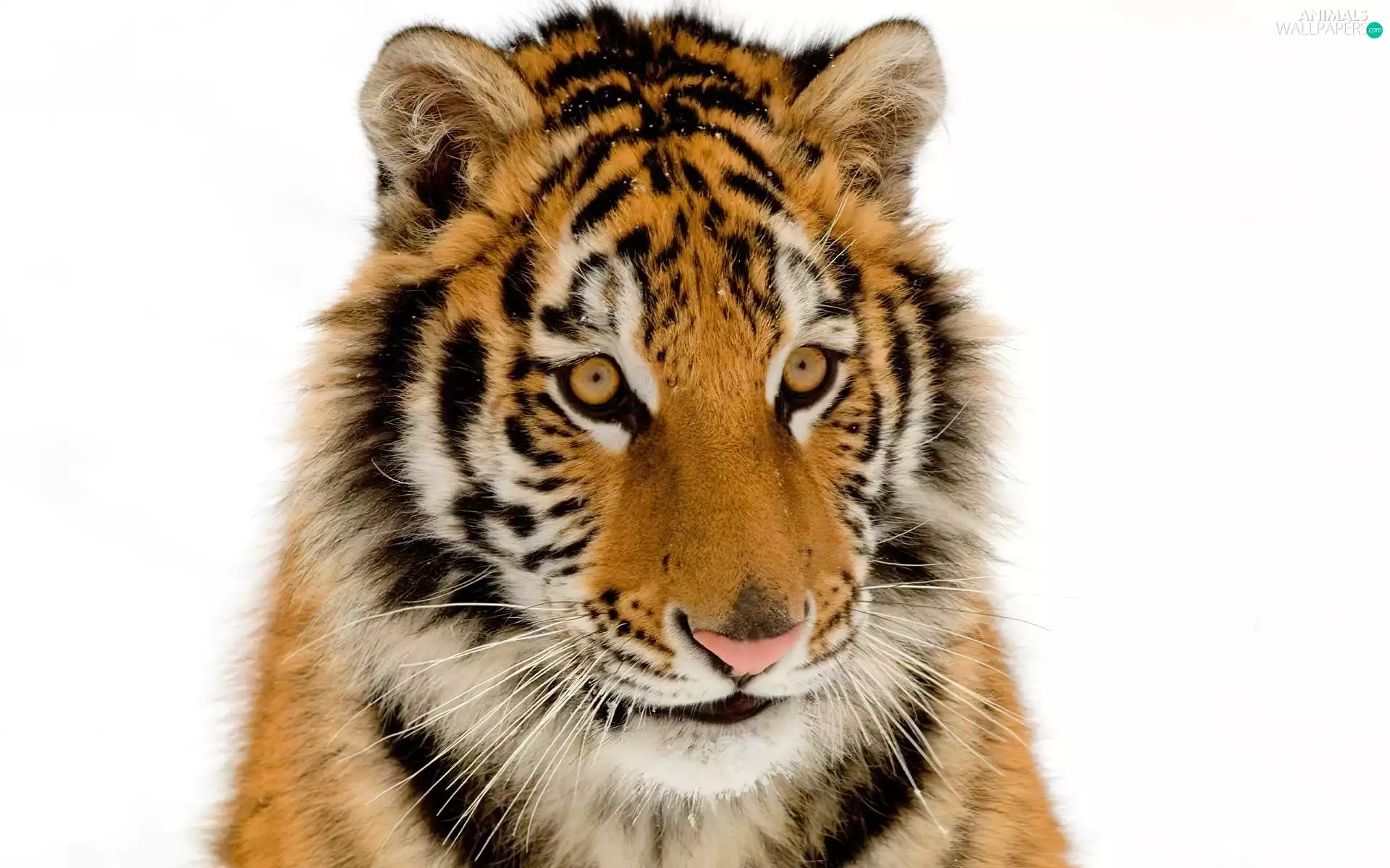 young, wild, cat, tiger