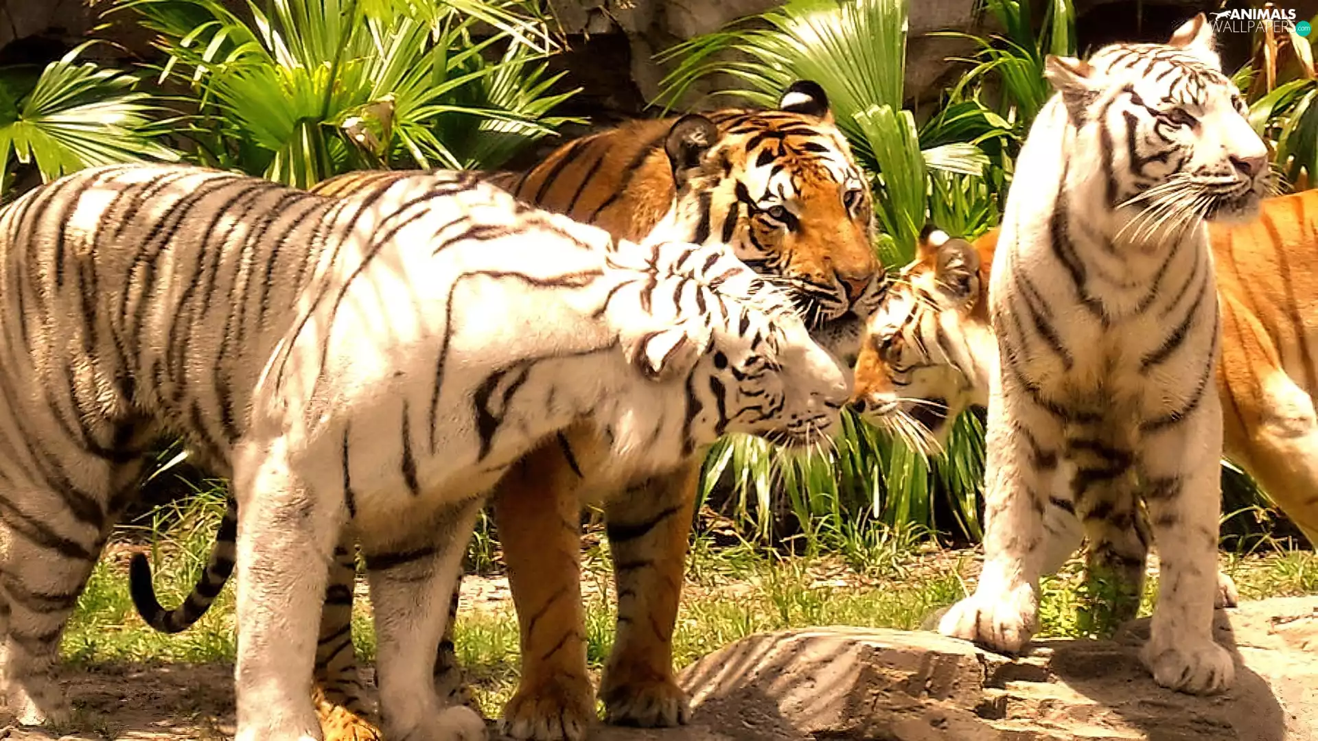 tigers, herd, Adults