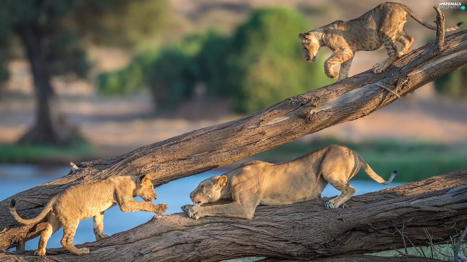 tigers, branches, cats, Lioness, wild