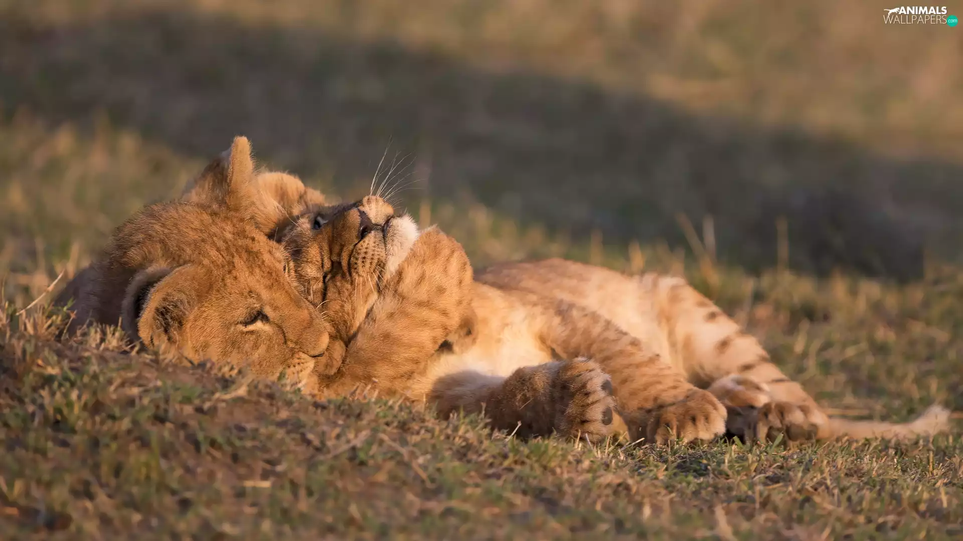 lions, Two cars, tigers