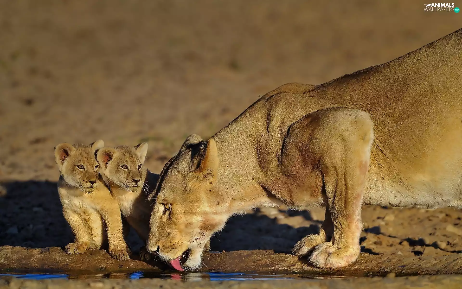 watering place, Lioness, tigers