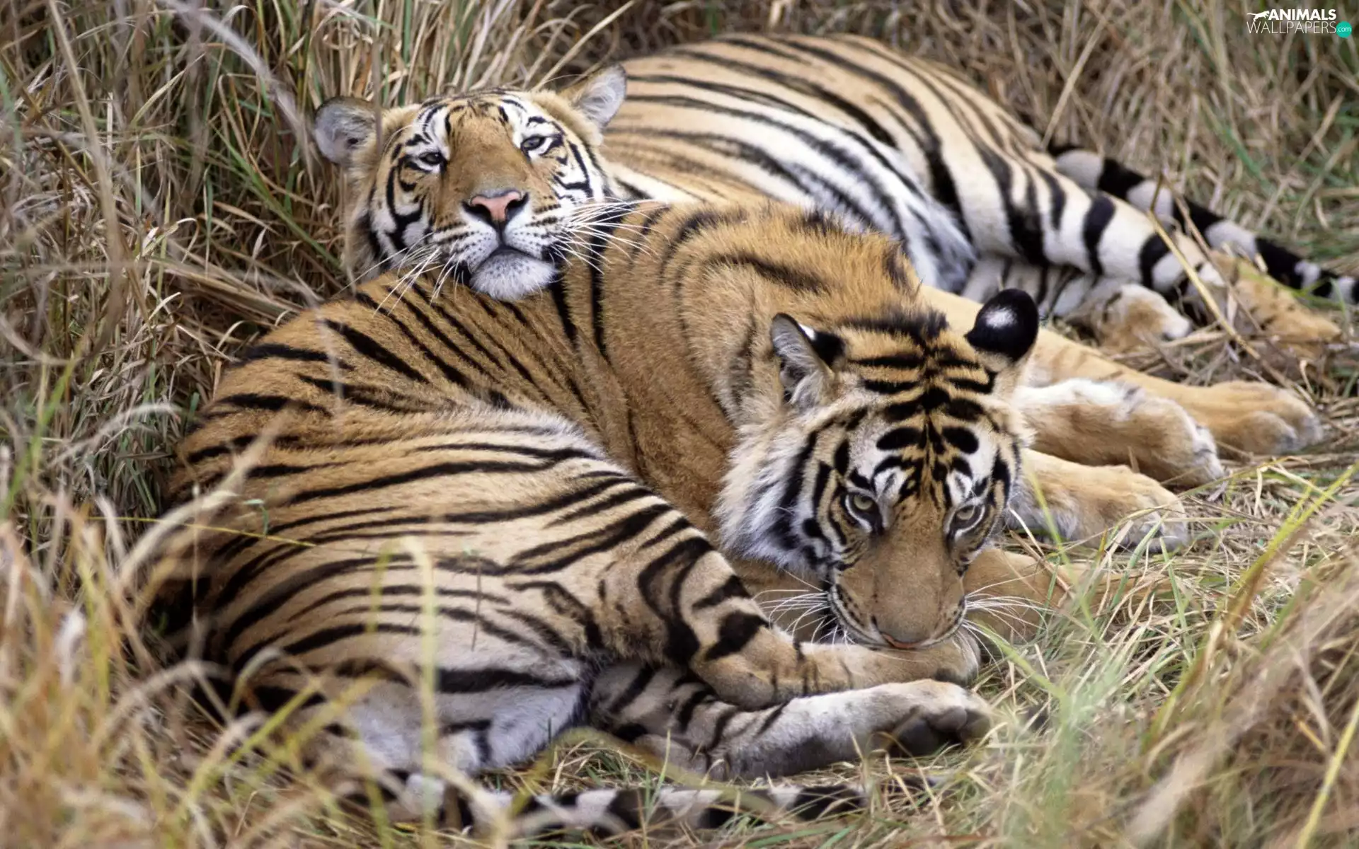 grass, Two cars, tigress