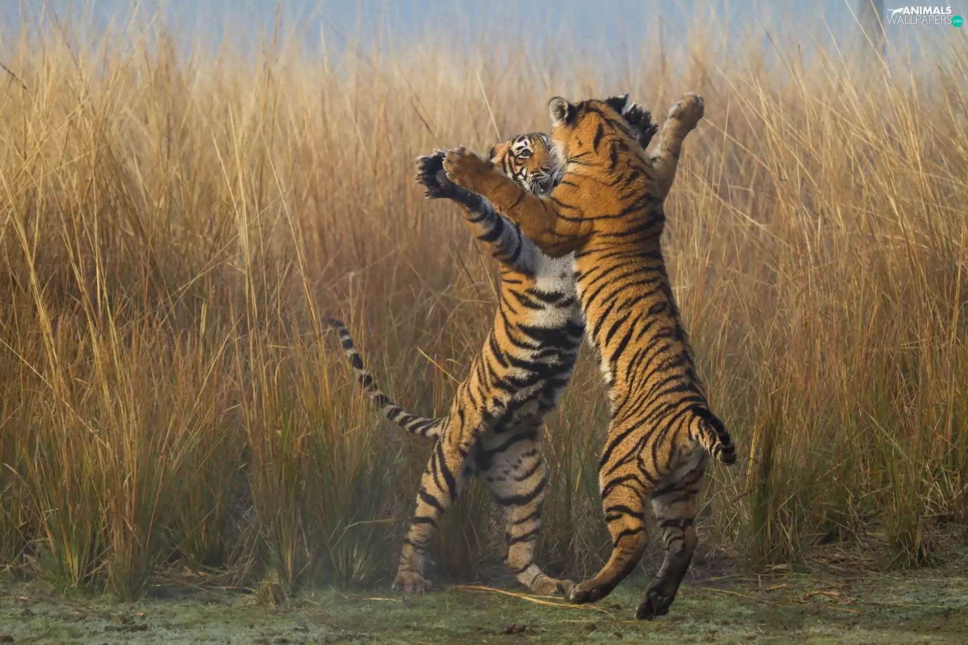 grass, Two cars, tigress