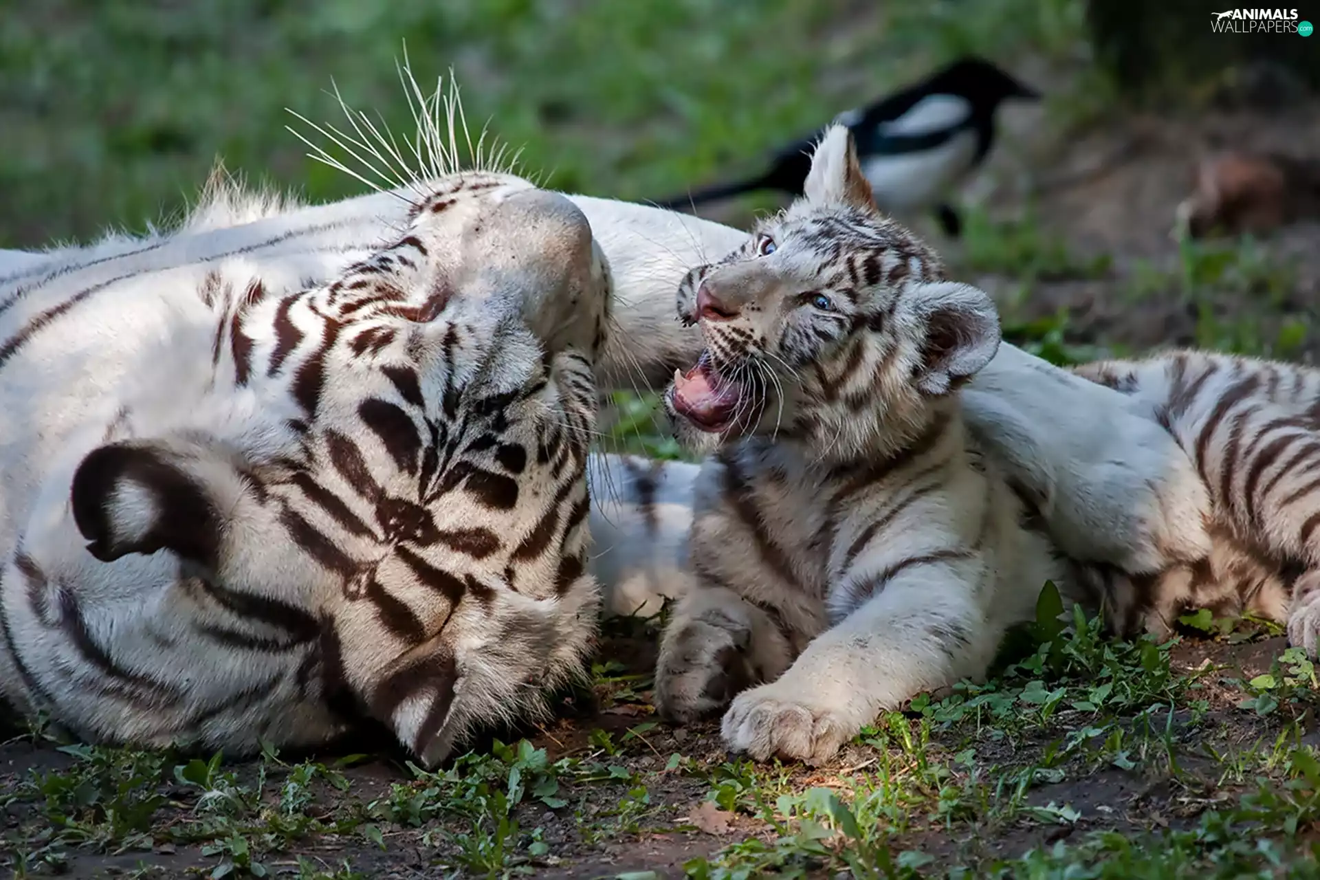 play, Two cars, tigress