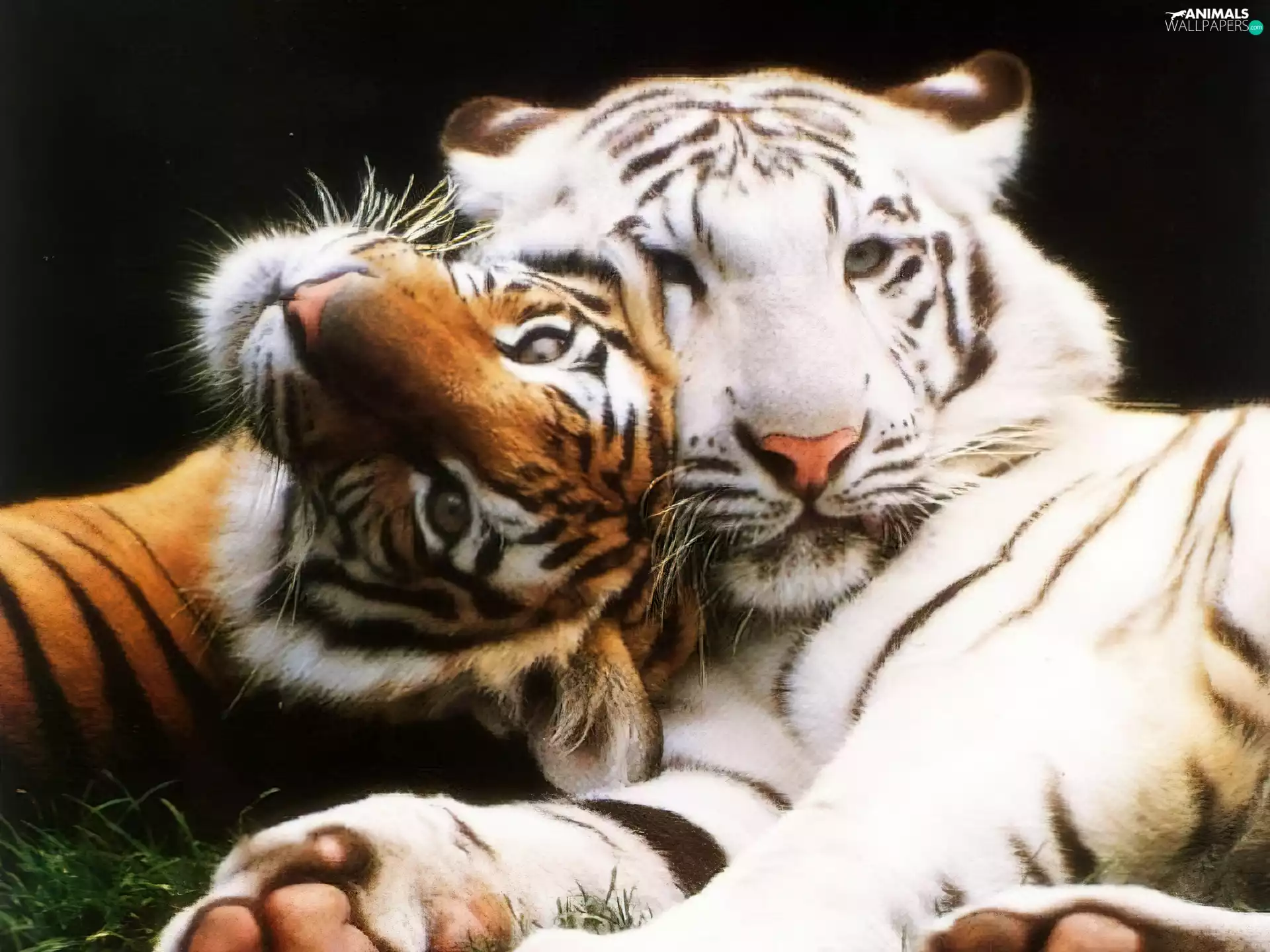 play, Two cars, tigress