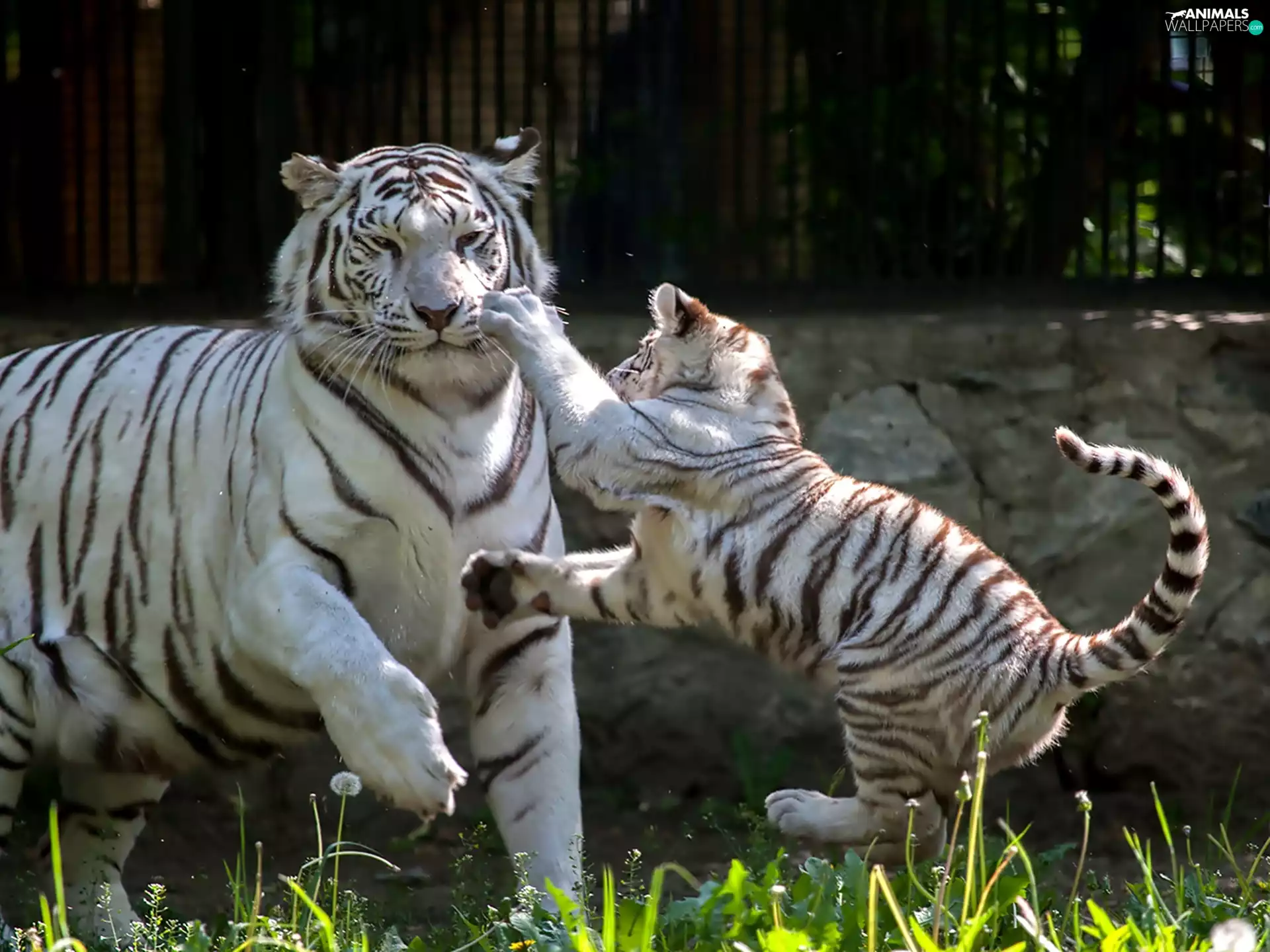 play, Two cars, tigress