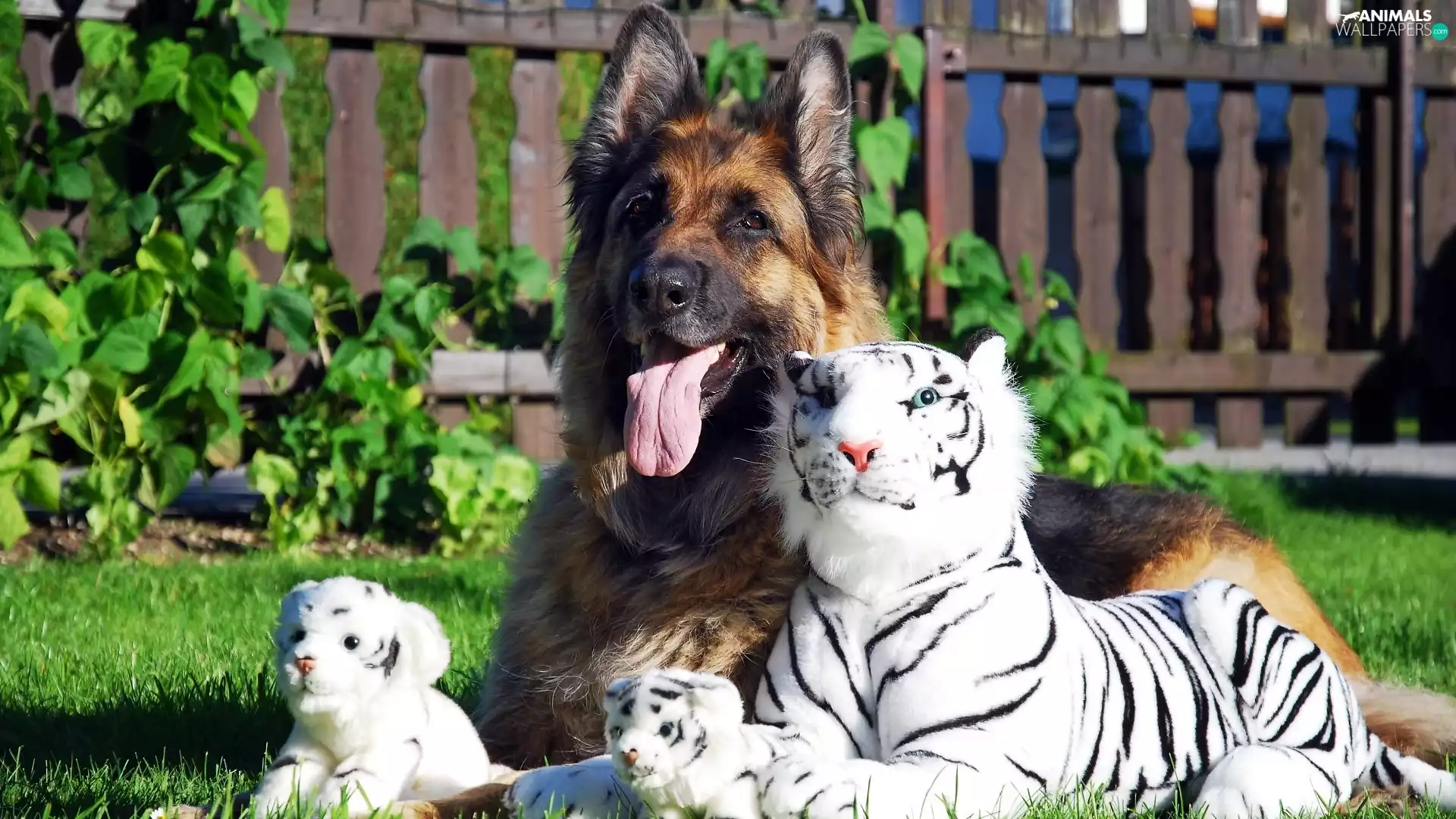 german, dog, White, tigress, toys, sheep-dog