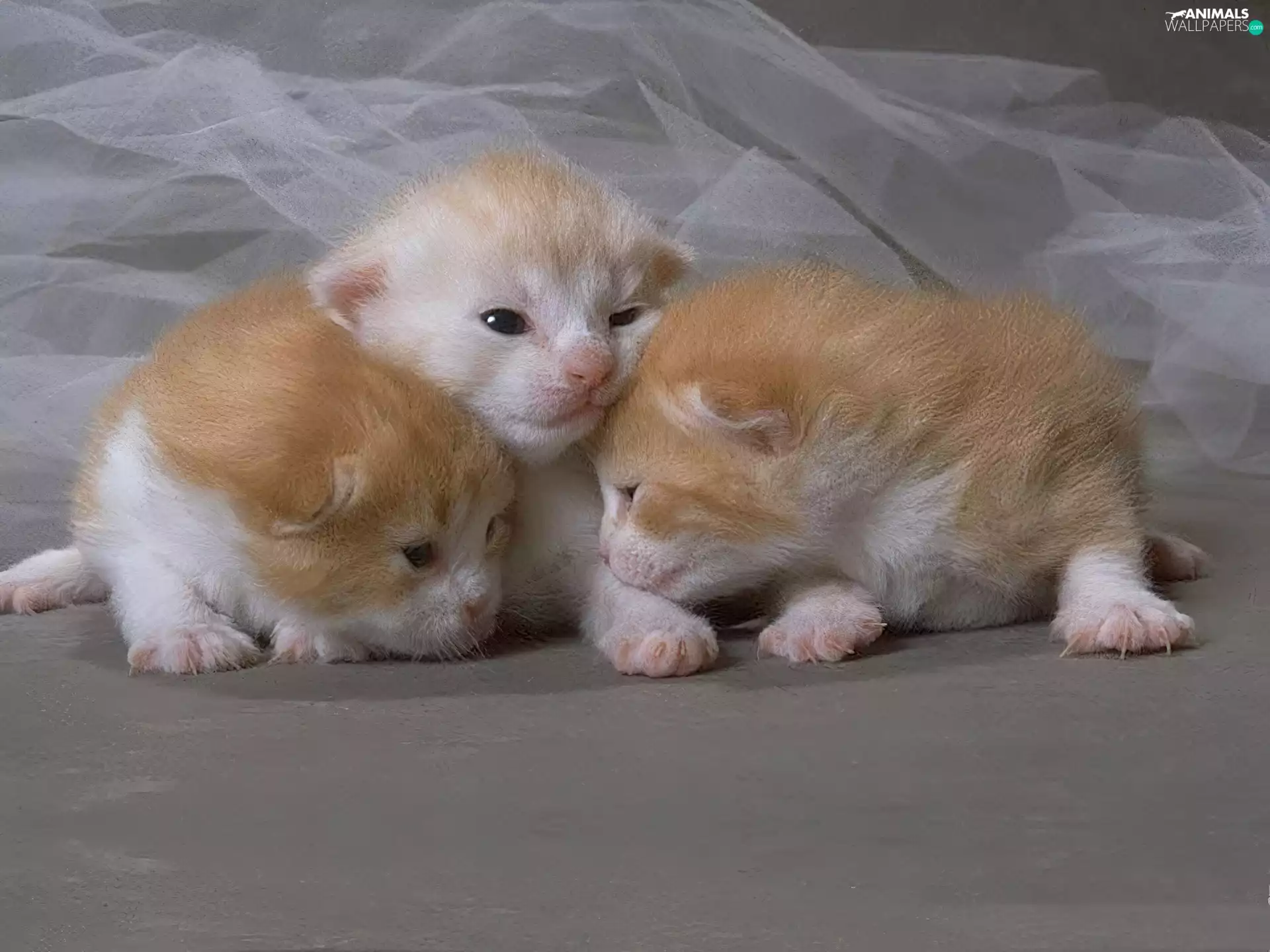 Three, Charming, puss, Tiny