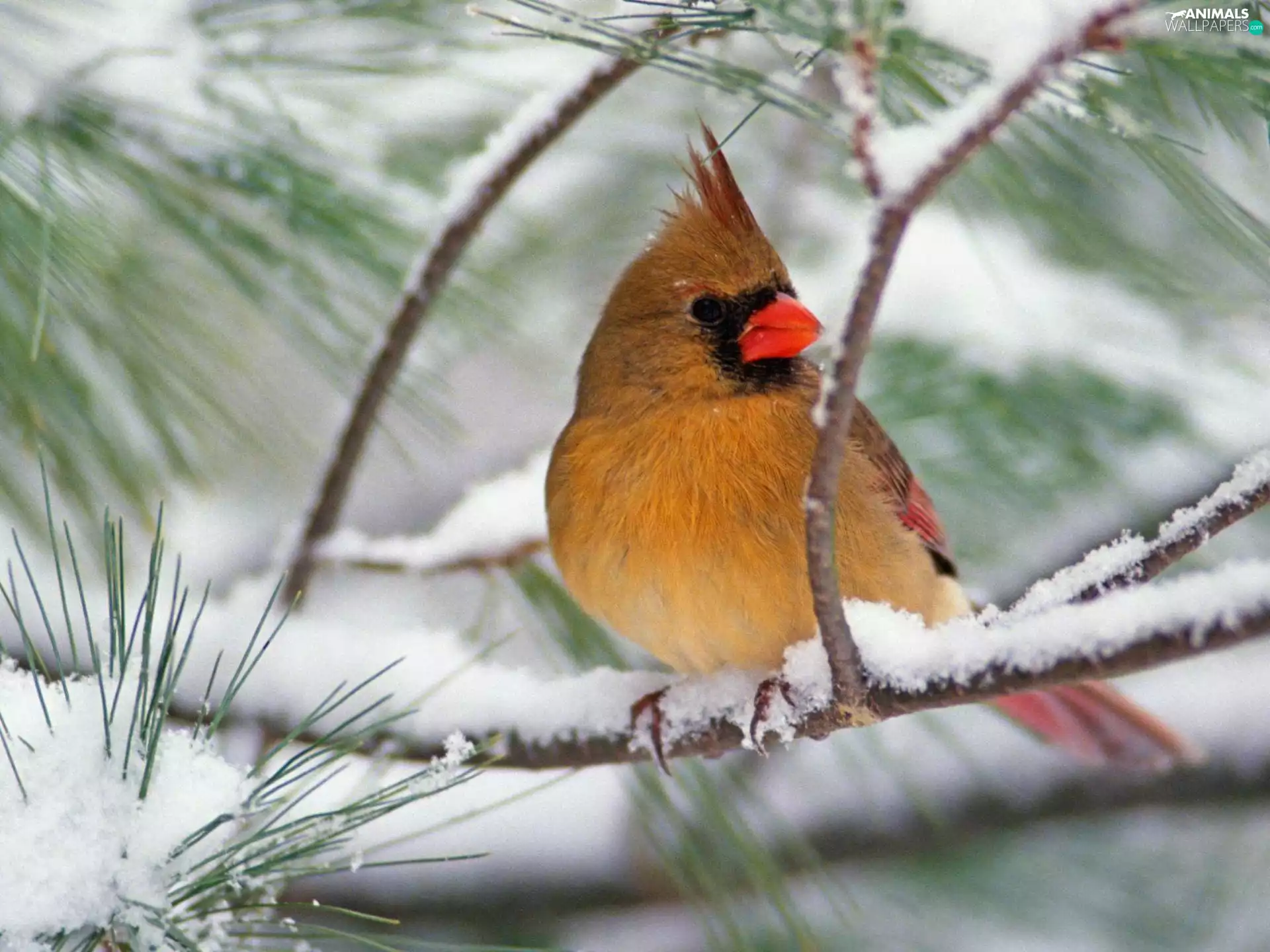 Bird, branch, snow, tip