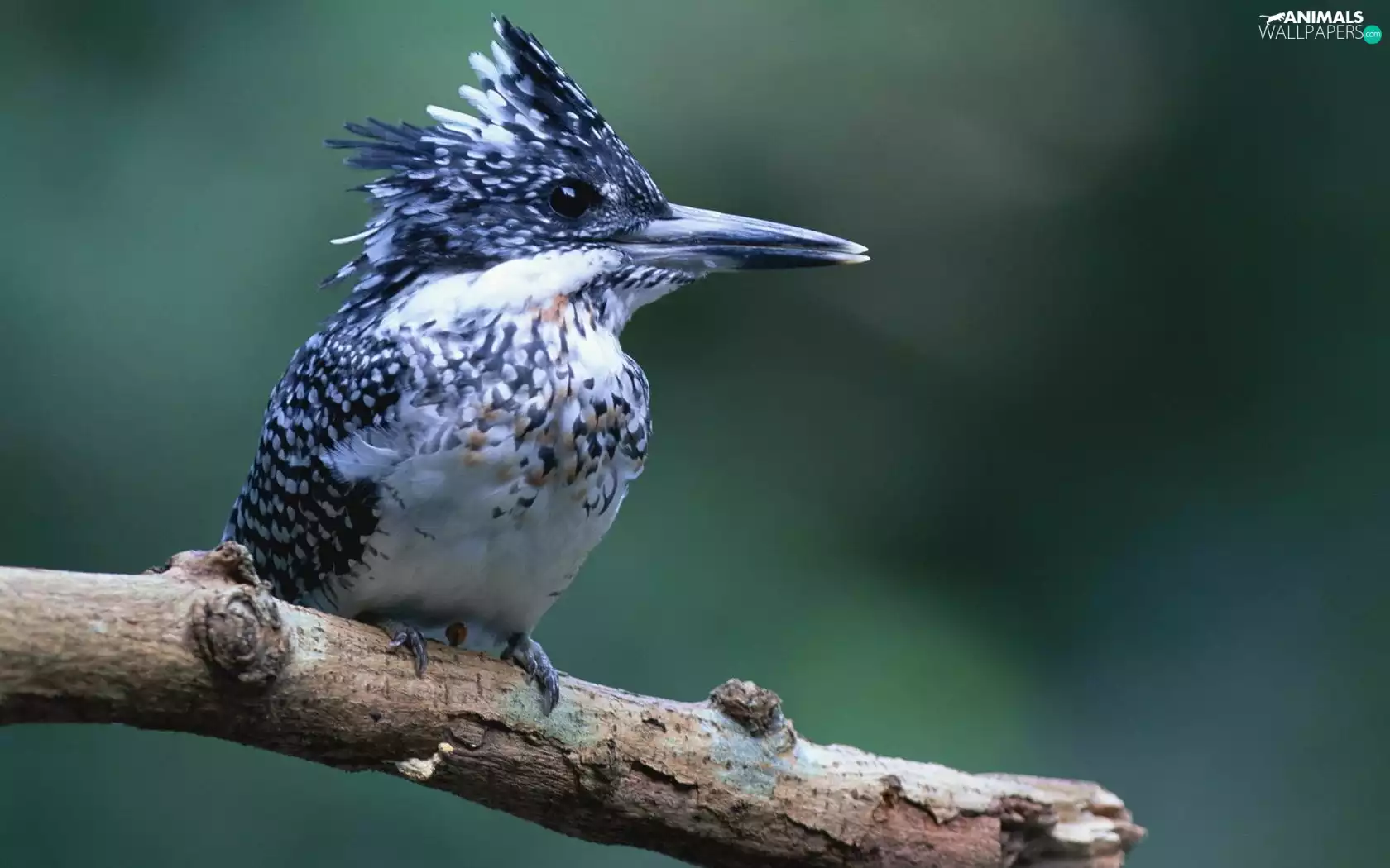 nose, Crested Kingfisher, tip