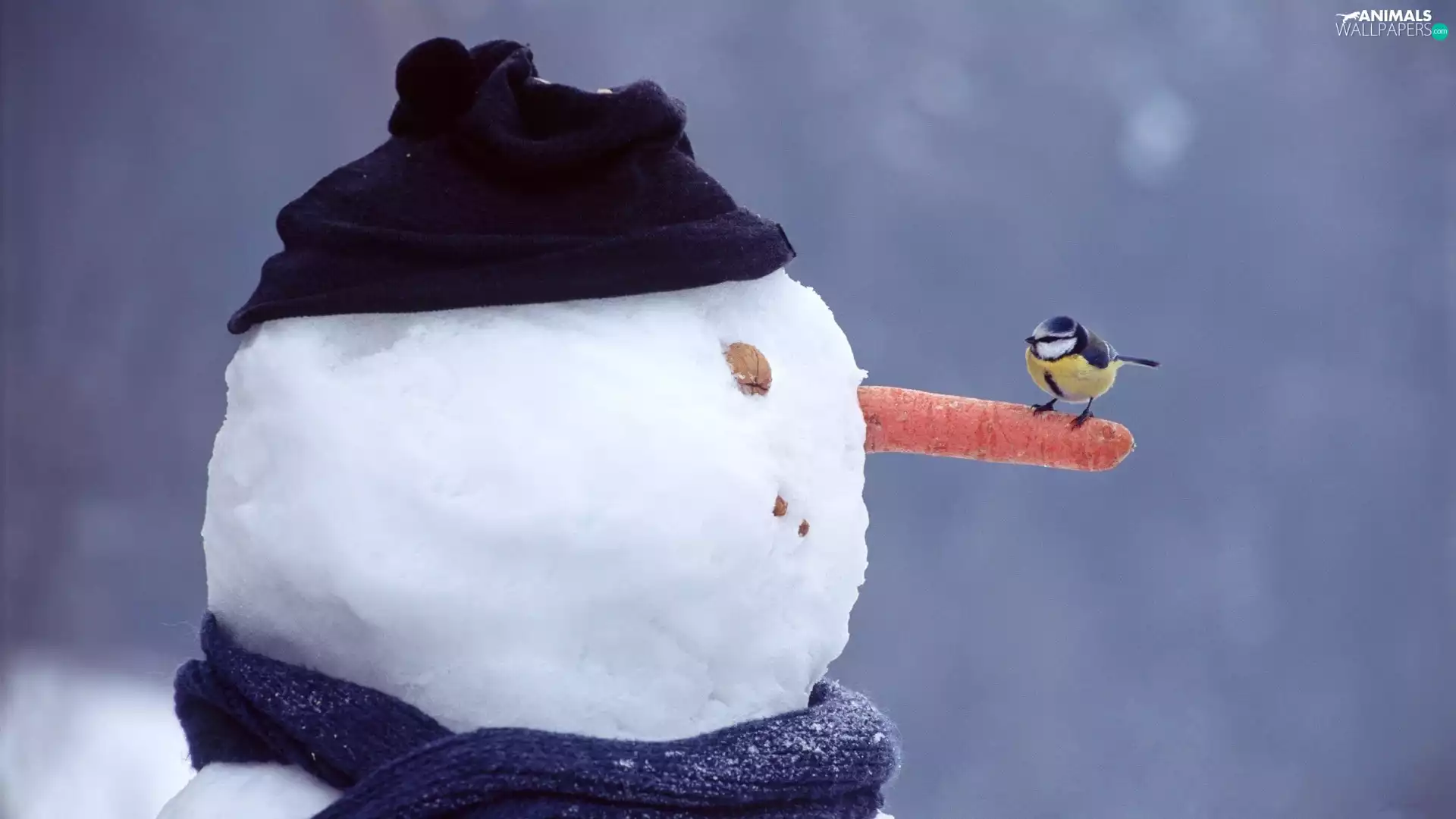 birdies, Snowman, winter, tit