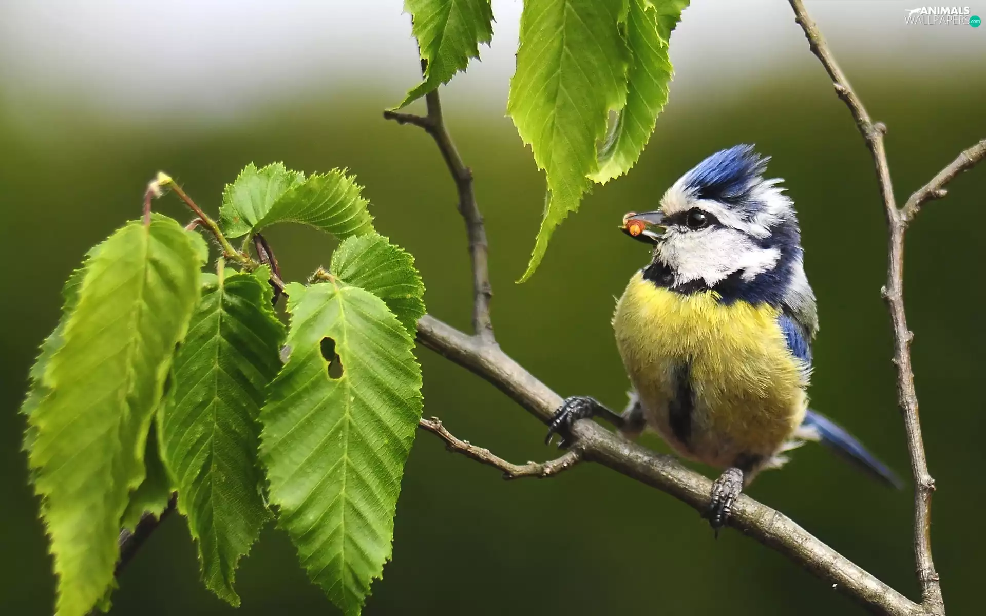 trees, tit Blue Tit, Leaf