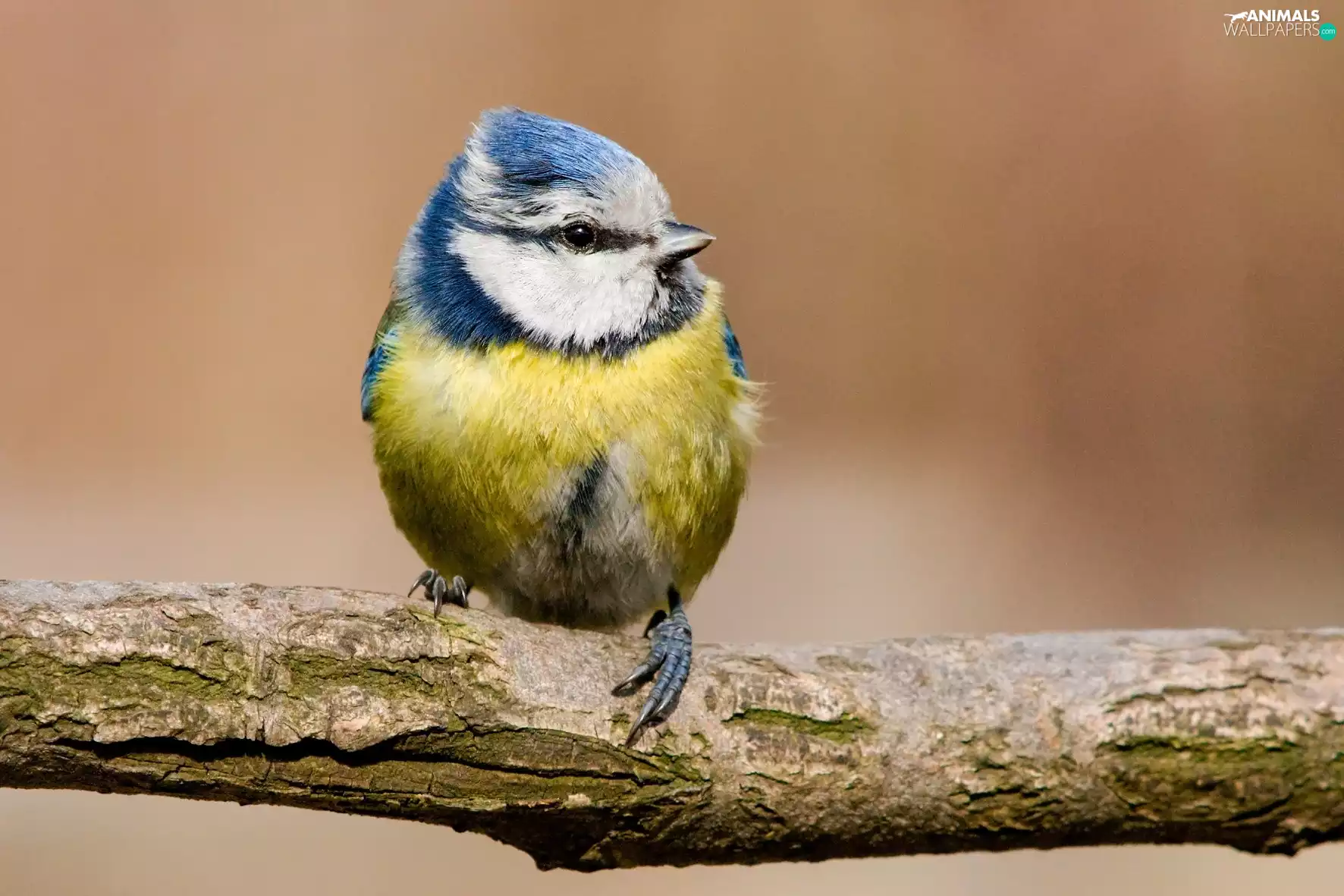 branch, tit, Blue Tit