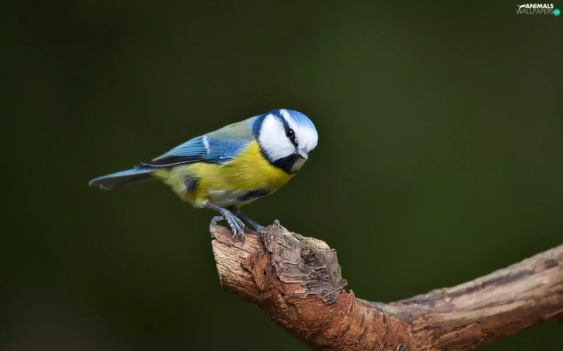 tit, Branch