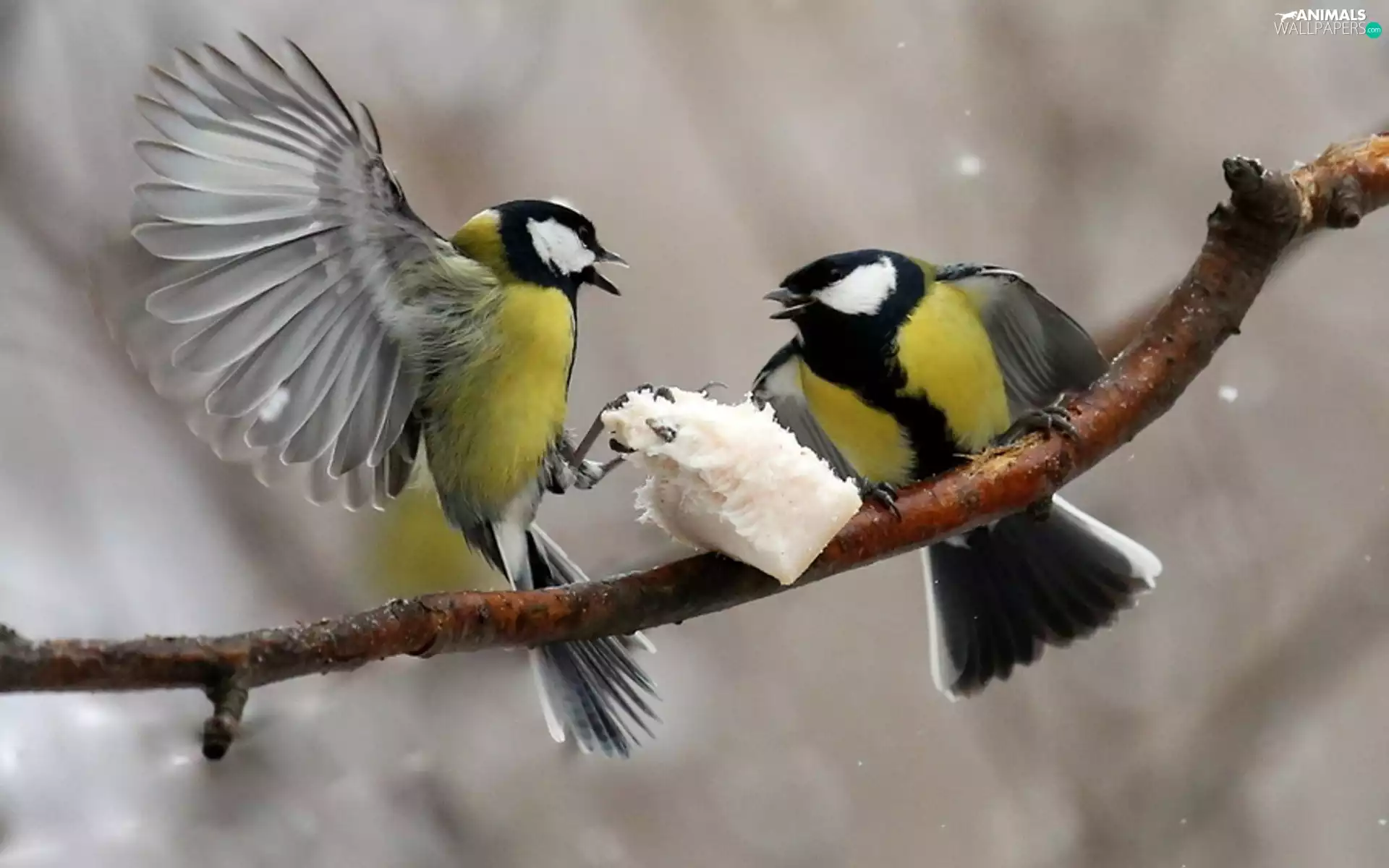 winter, food, Great tit, branch, Chickadees