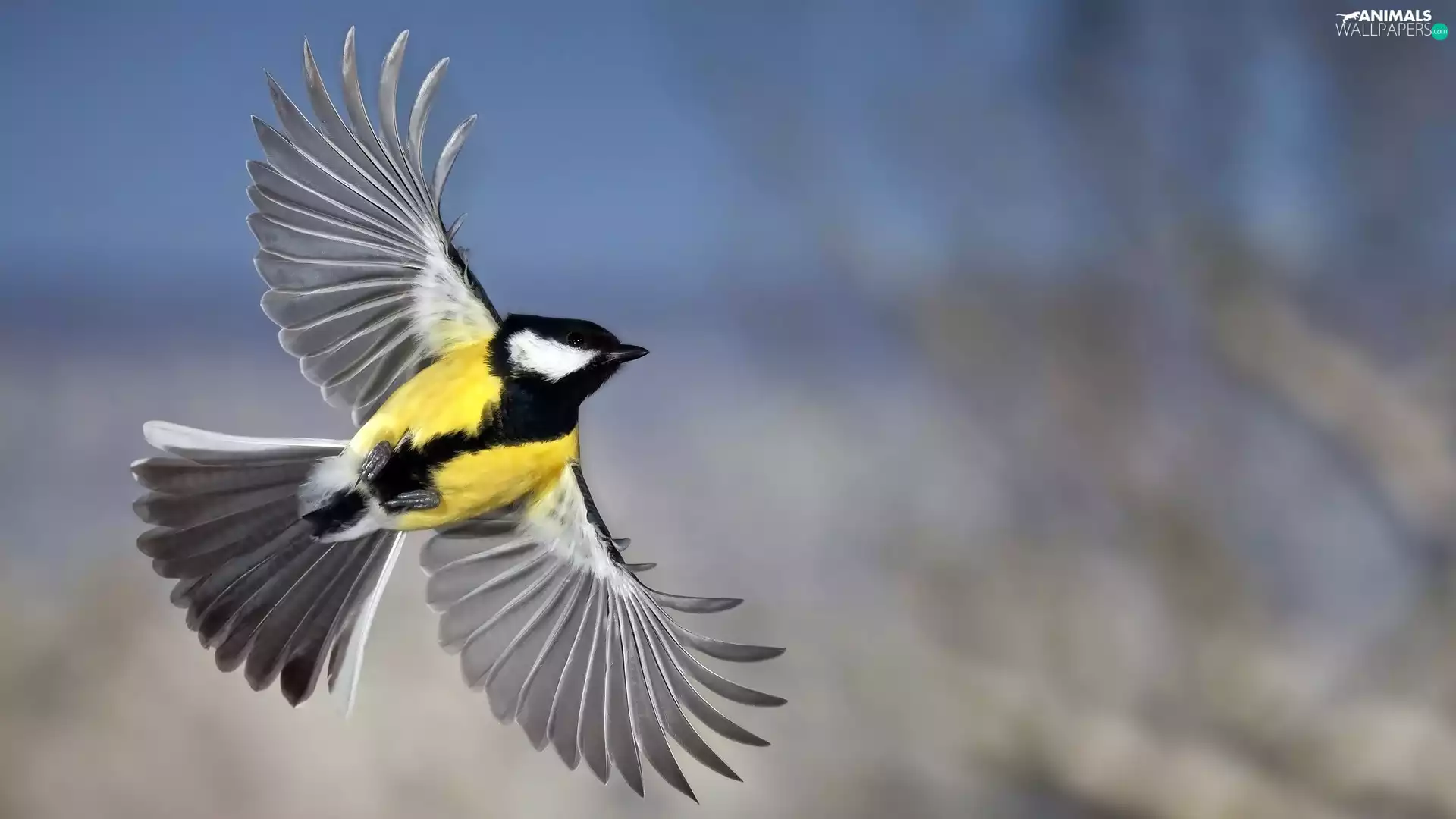 flight, tit, Great Tit
