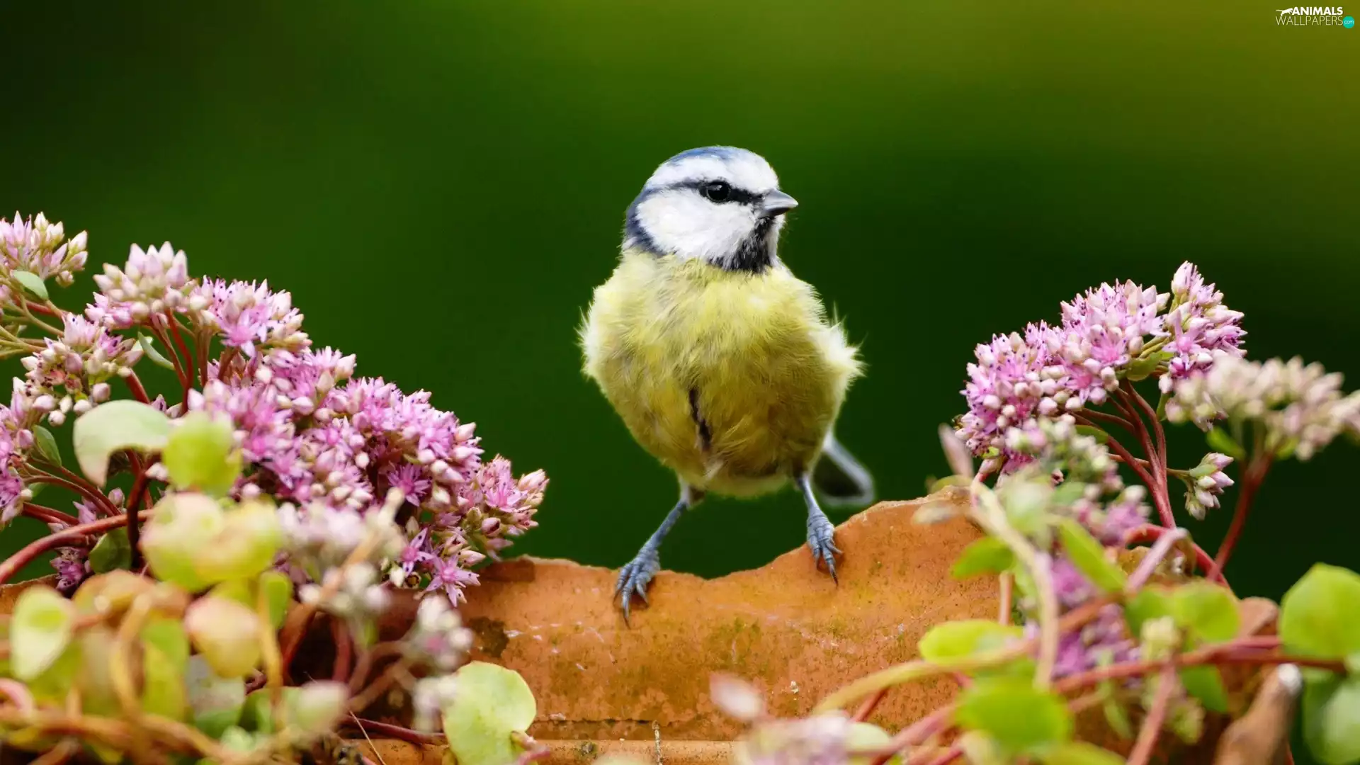 tit, birdies, Flowers